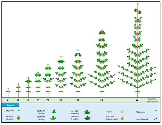 Glandular trichome development, morphology, and maturation are influenced  by plant age and genotype in high THC-containing cannabis (Cannabis sativa  L.) inflorescences, Journal of Cannabis Research