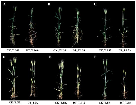 Plants | Free Full-Text | Drought Sensitivity of Spring Wheat