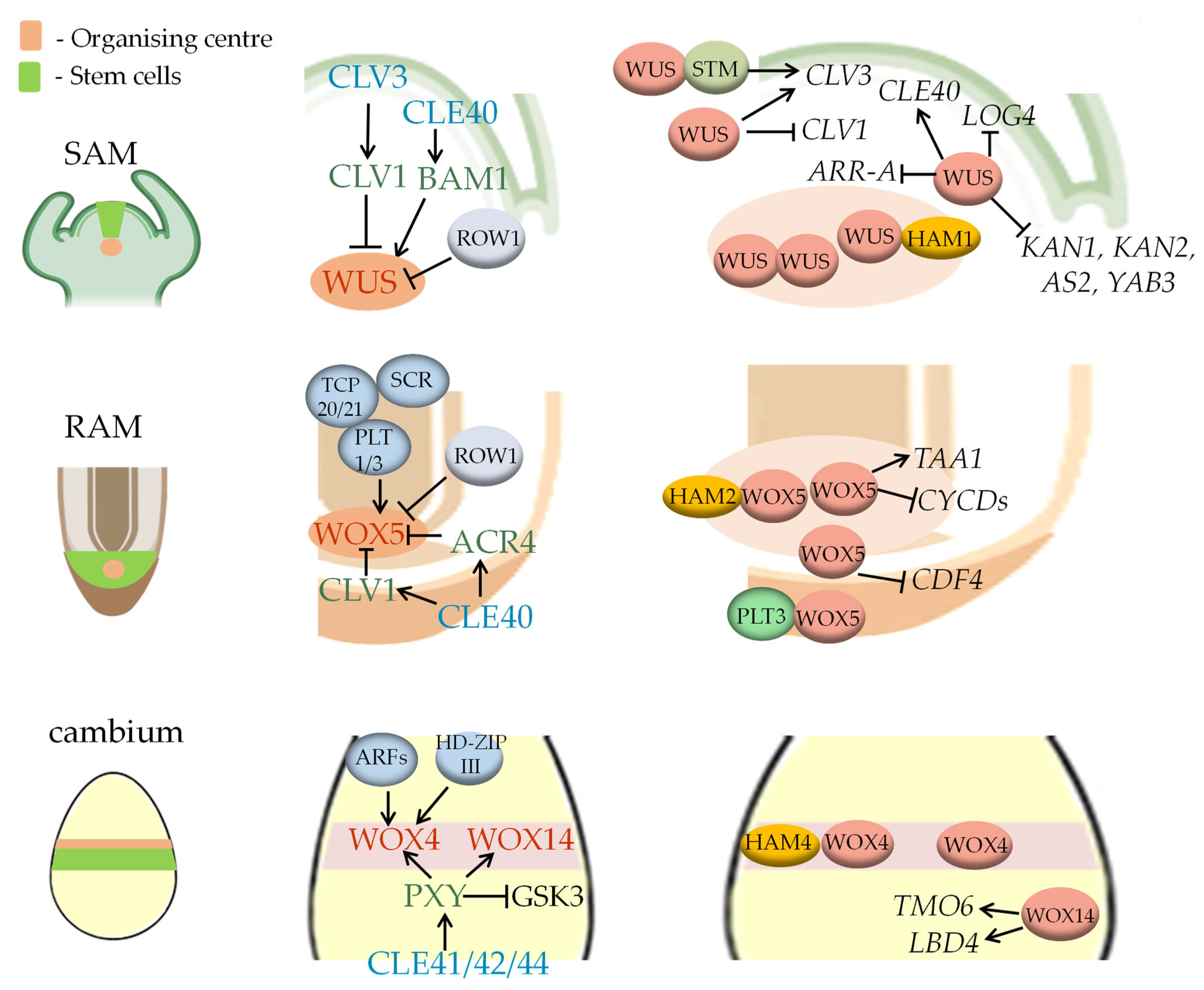 Plants Free Full Text Functional Modules in the Meristems