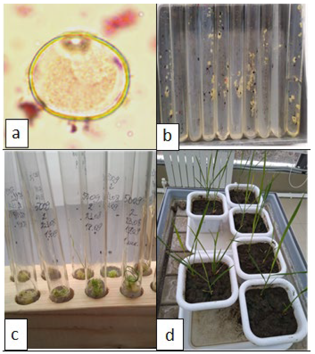 Plants 12 03681 g001