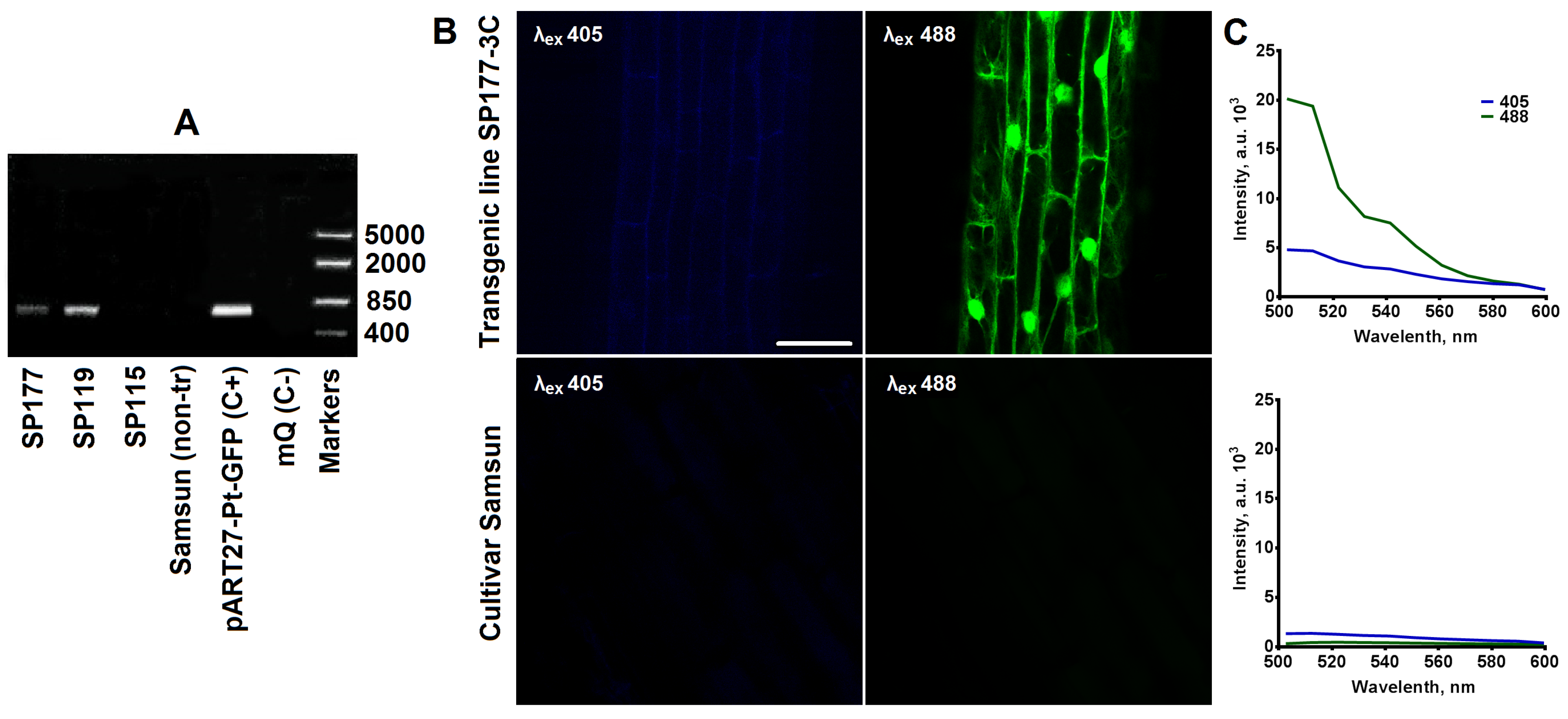 Plants 12 03708 g001