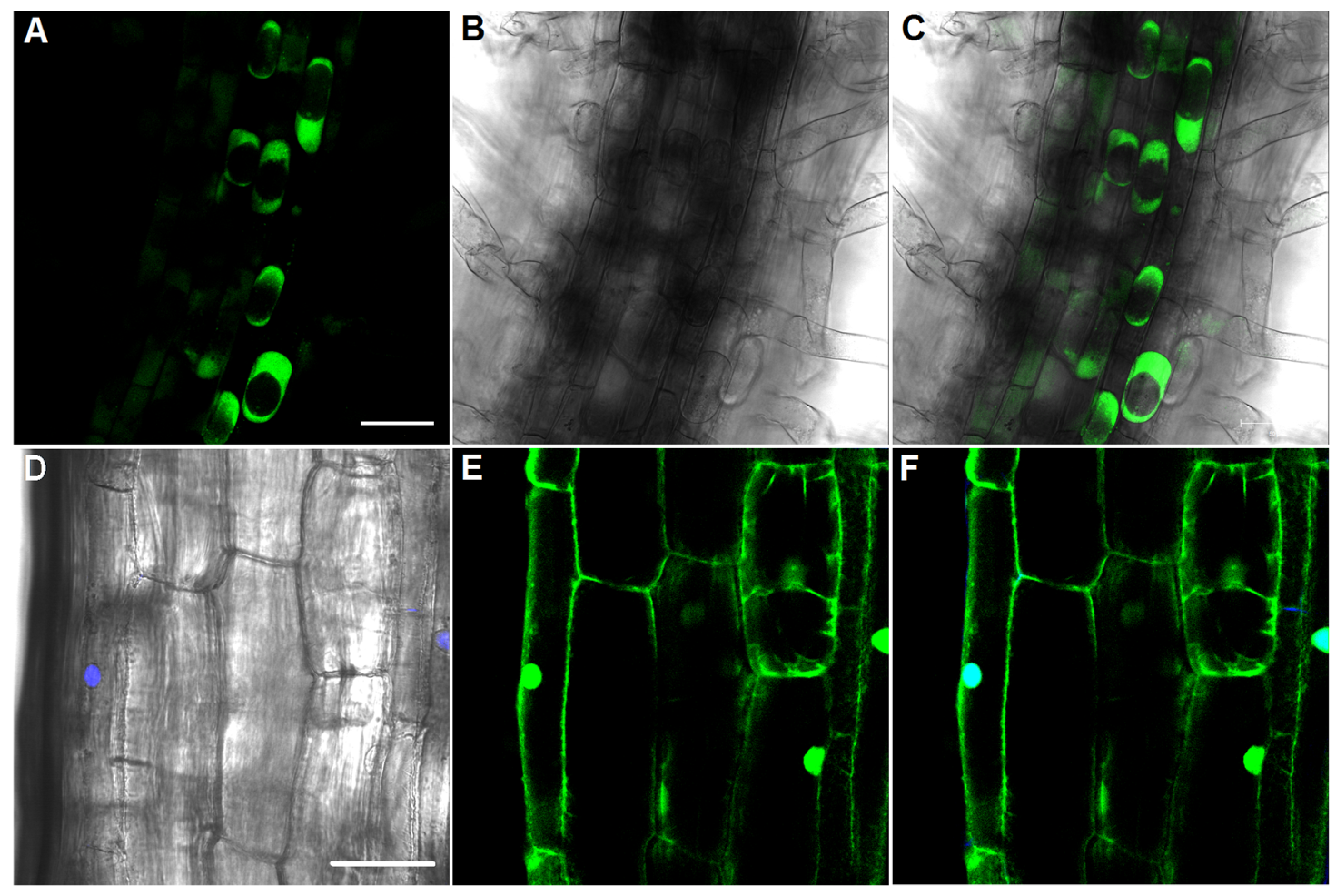 Plants 12 03708 g002