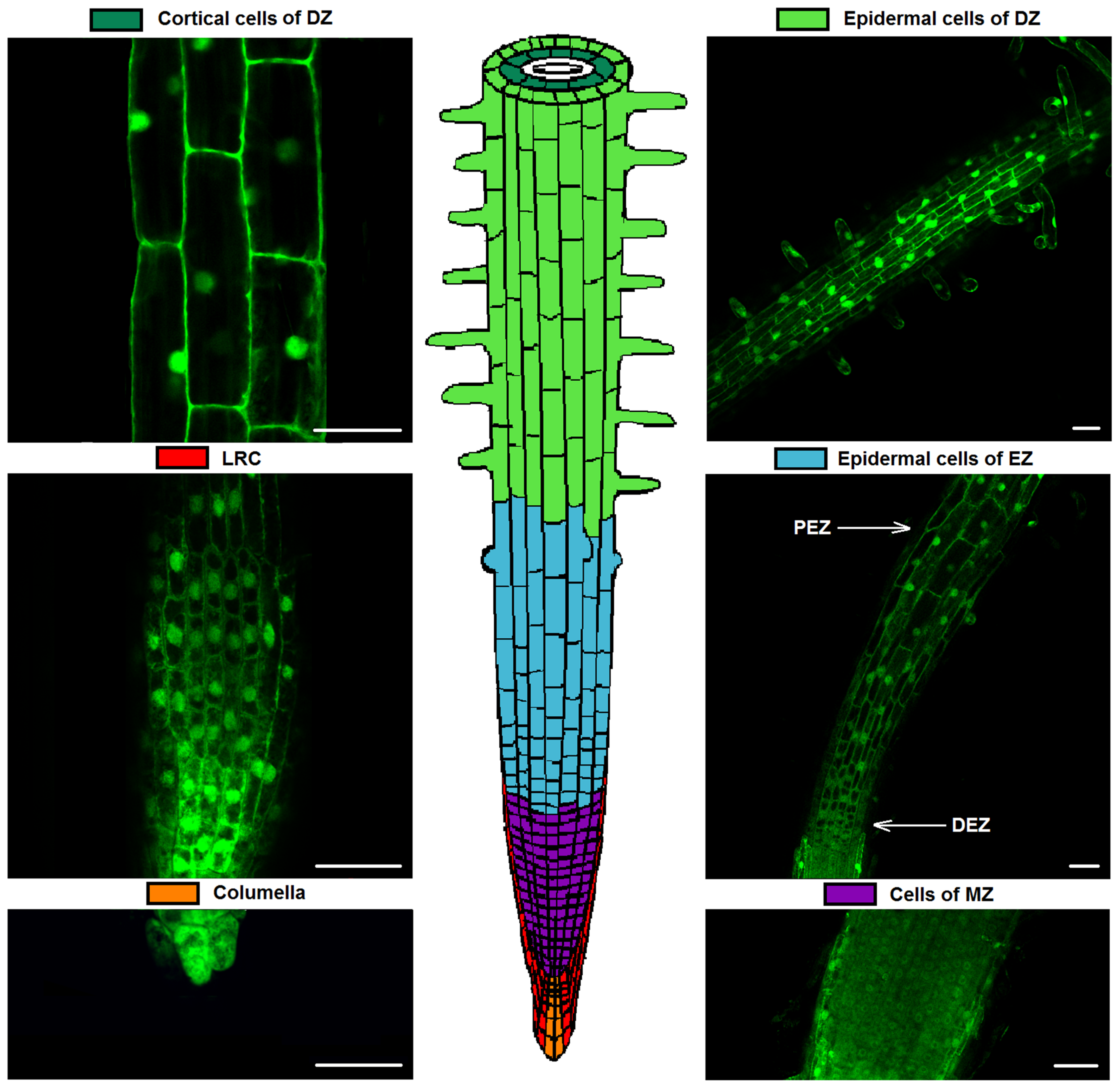 Plants 12 03708 g003