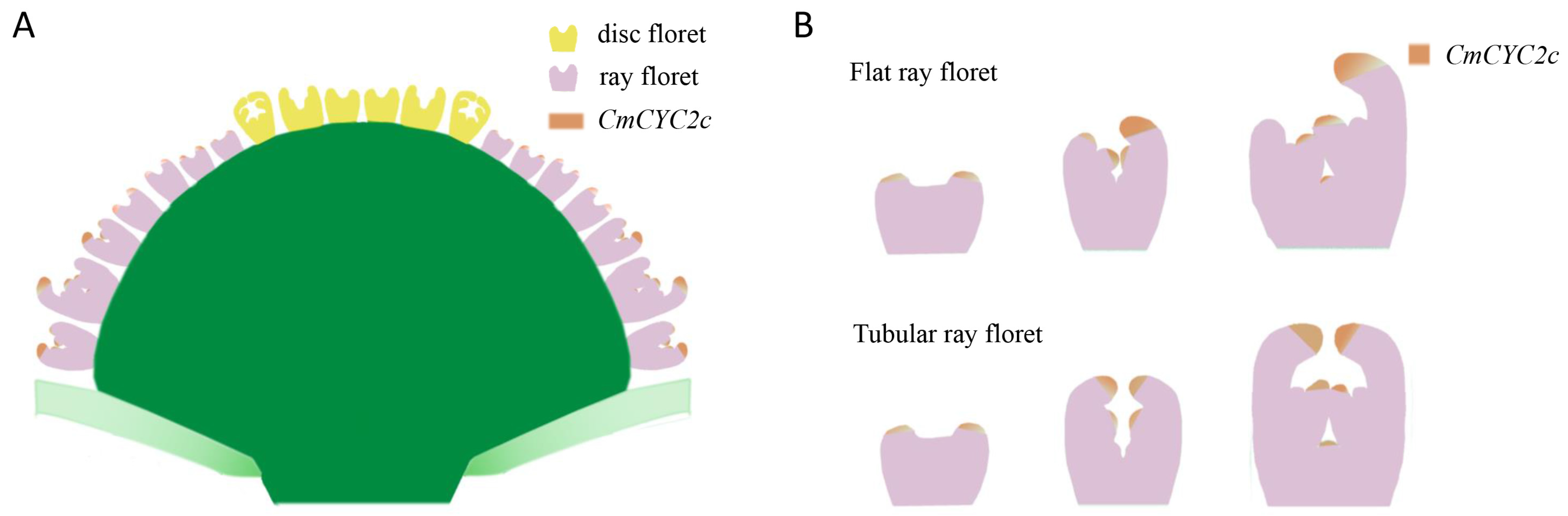 Plants 12 03728 g009