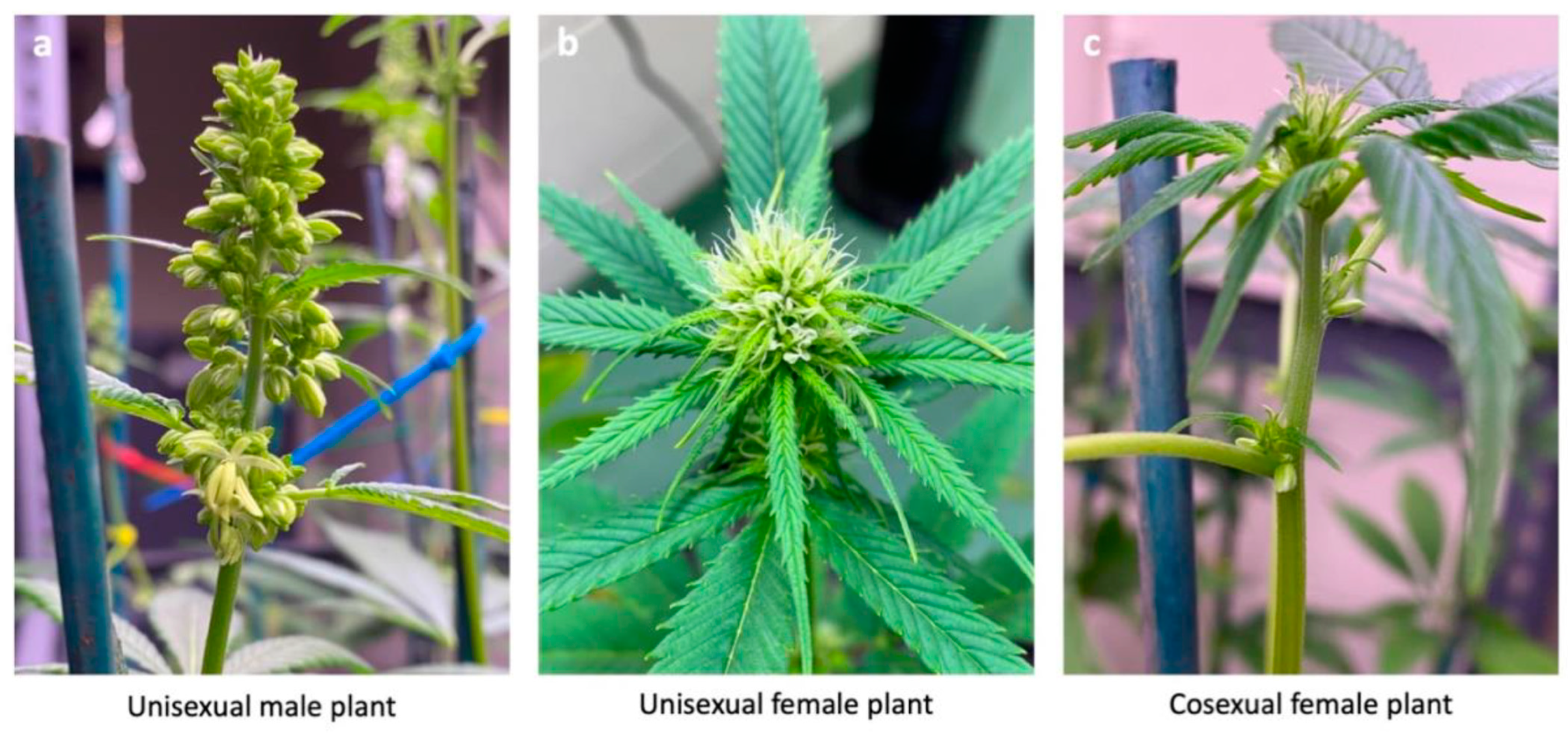 Plants 12 03731 g005