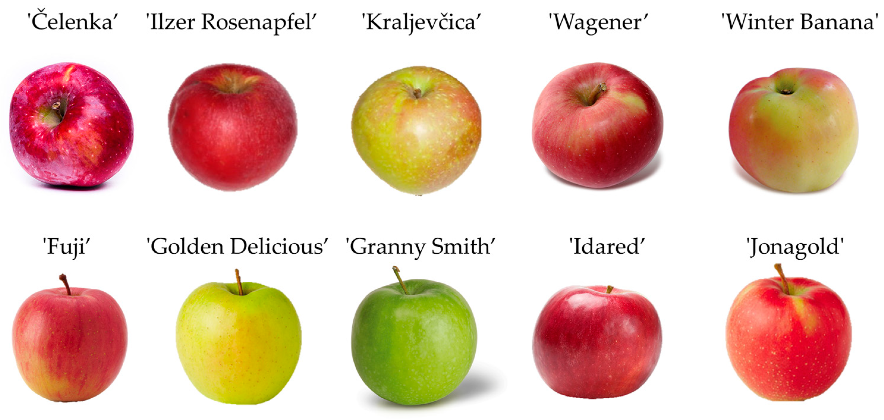Apple Phenolics: Granny Smith –