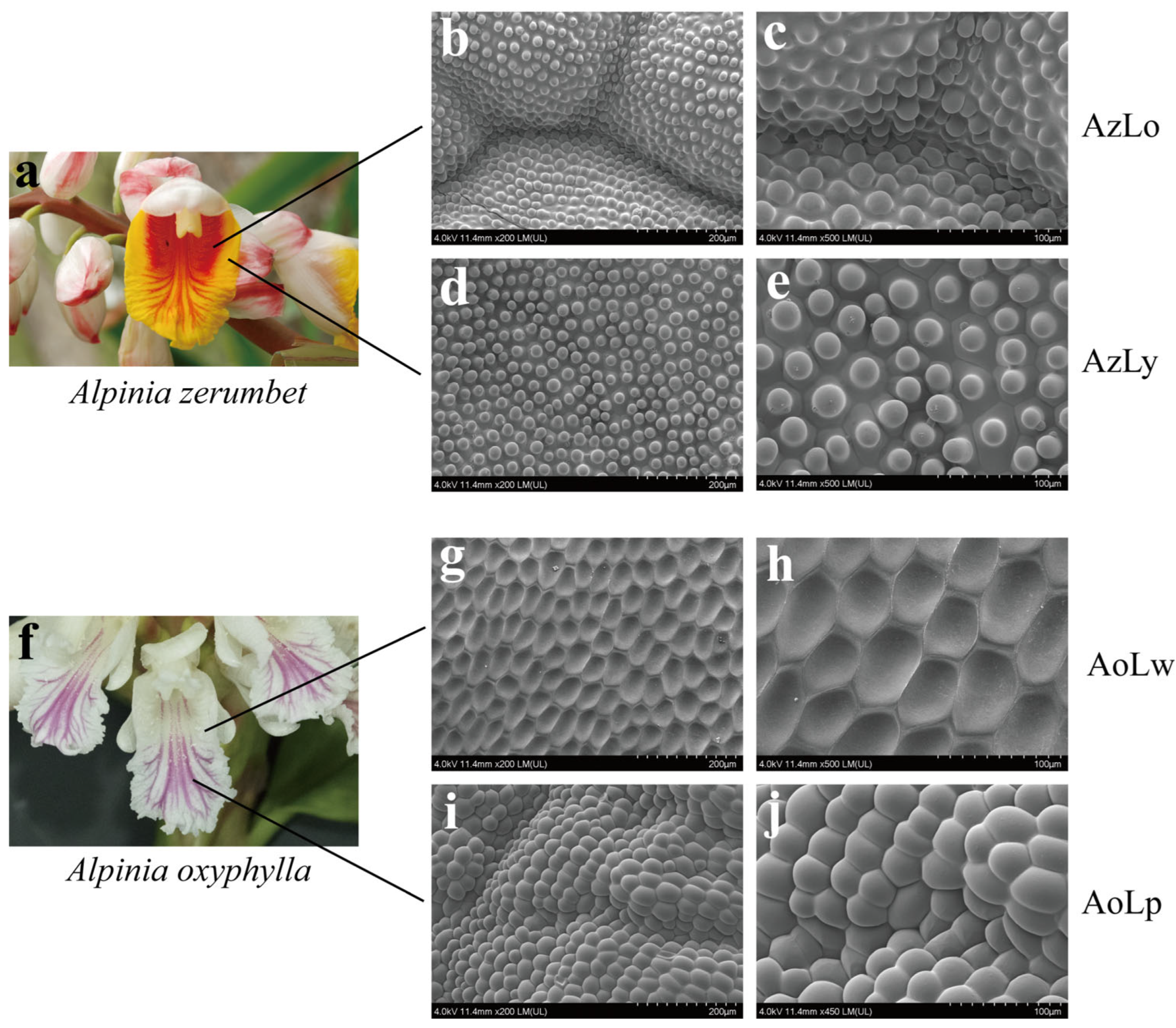 Plants 12 03766 g002