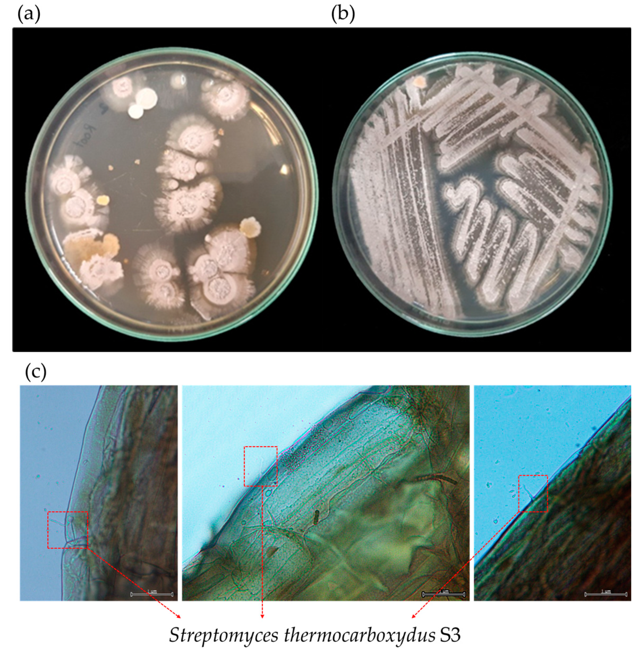 Plants 12 03793 g006