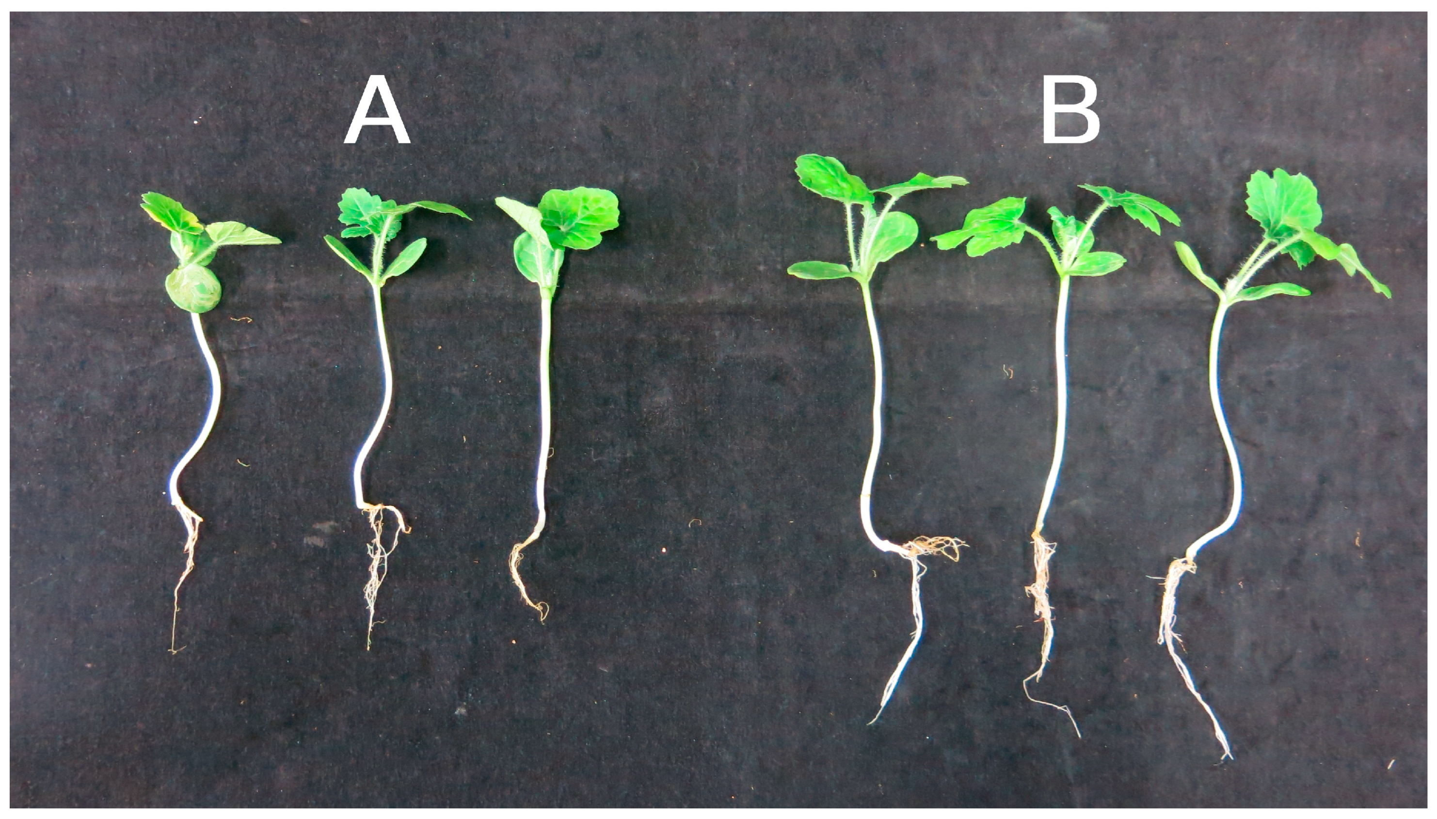 Plants 12 03796 g003