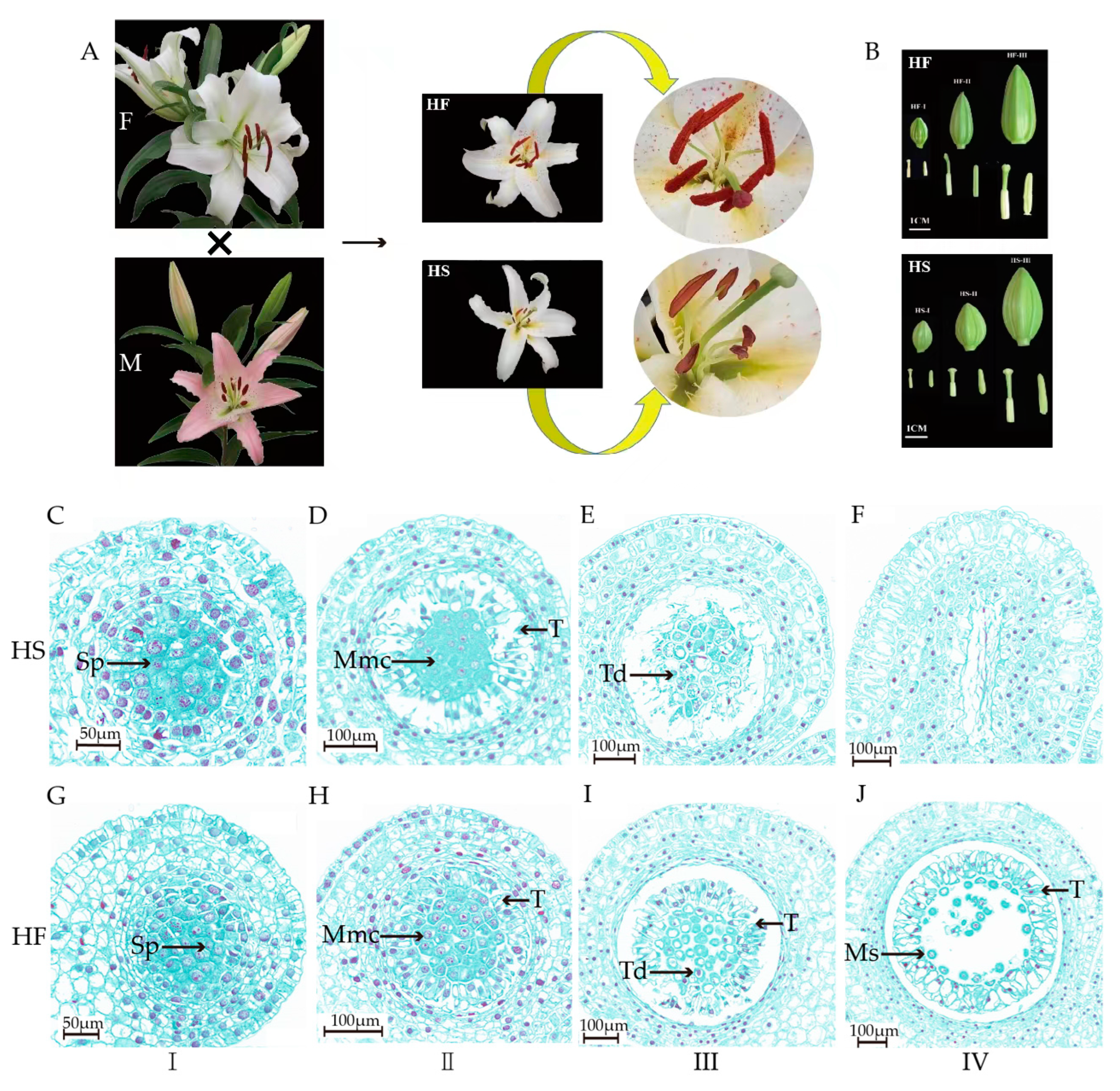 Plants | Free Full-Text | Disruption of the Contents of Endogenous 