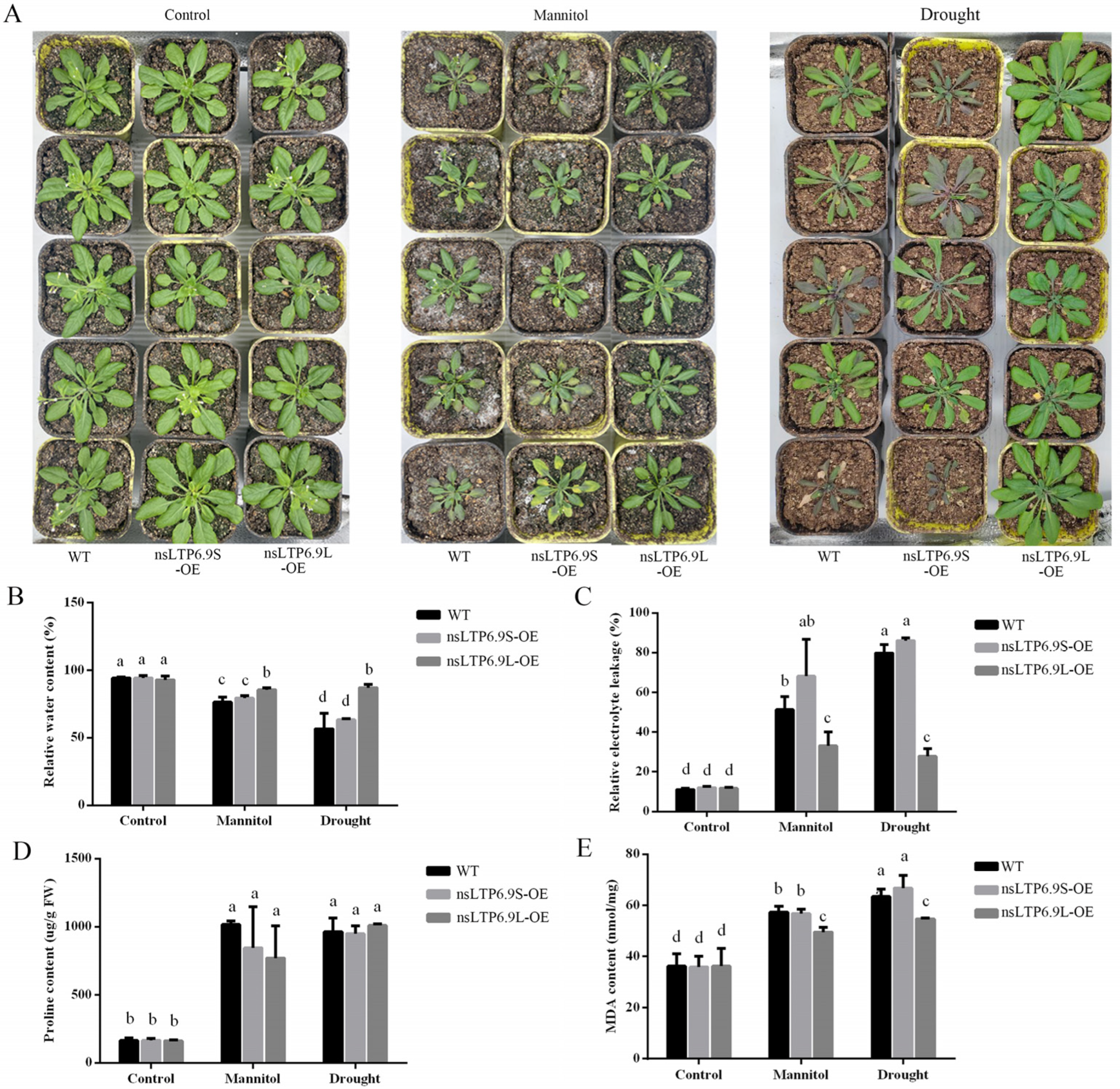 Plants 12 03916 g006