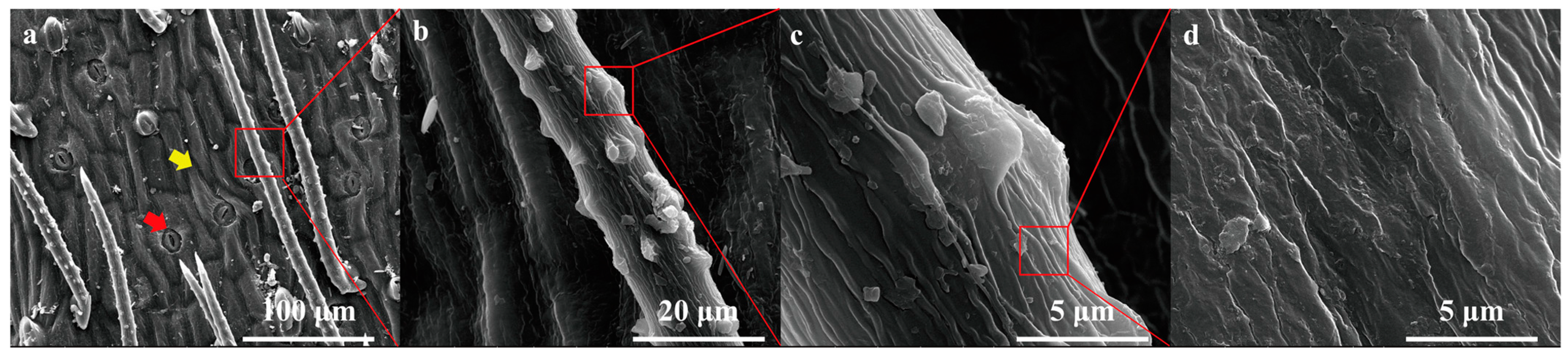 Plants 12 03922 g003 Plants 12 03922 g003