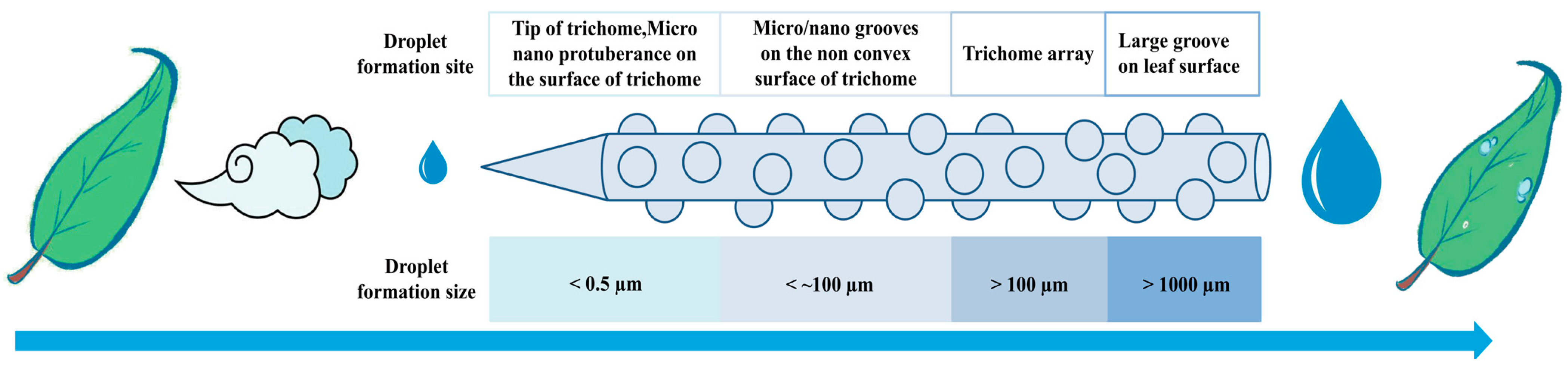 Plants 12 03922 g005 Plants 12 03922 g005