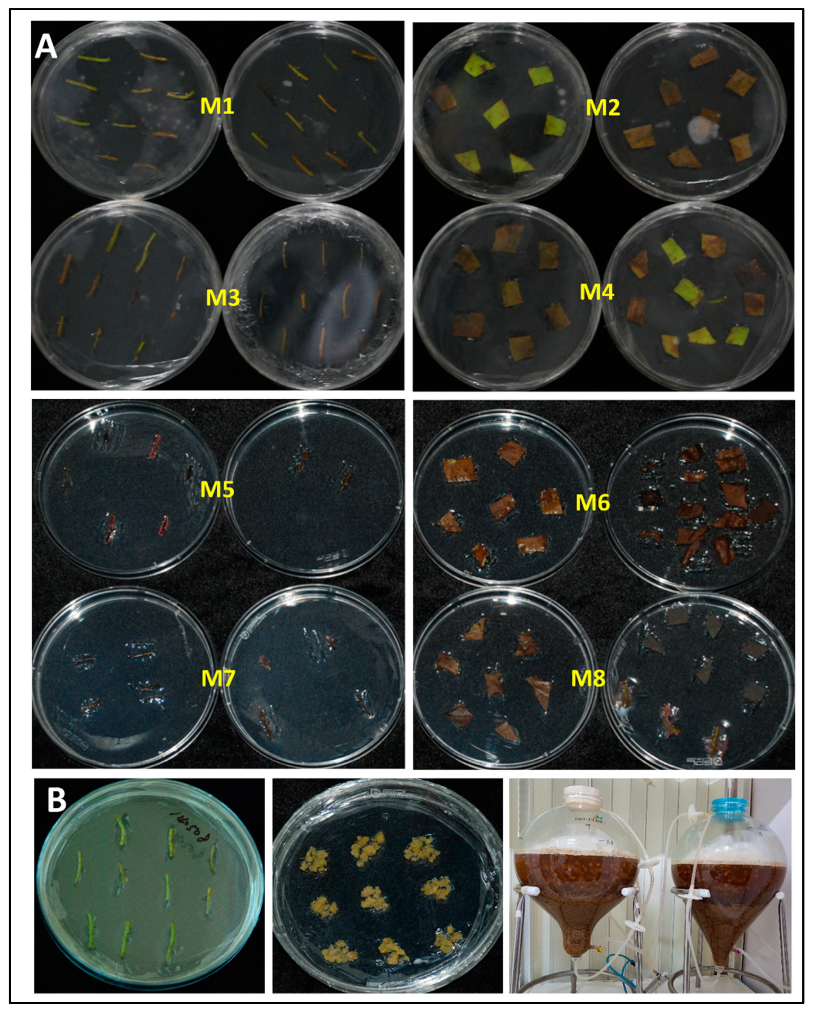 Plants 12 03923 g003