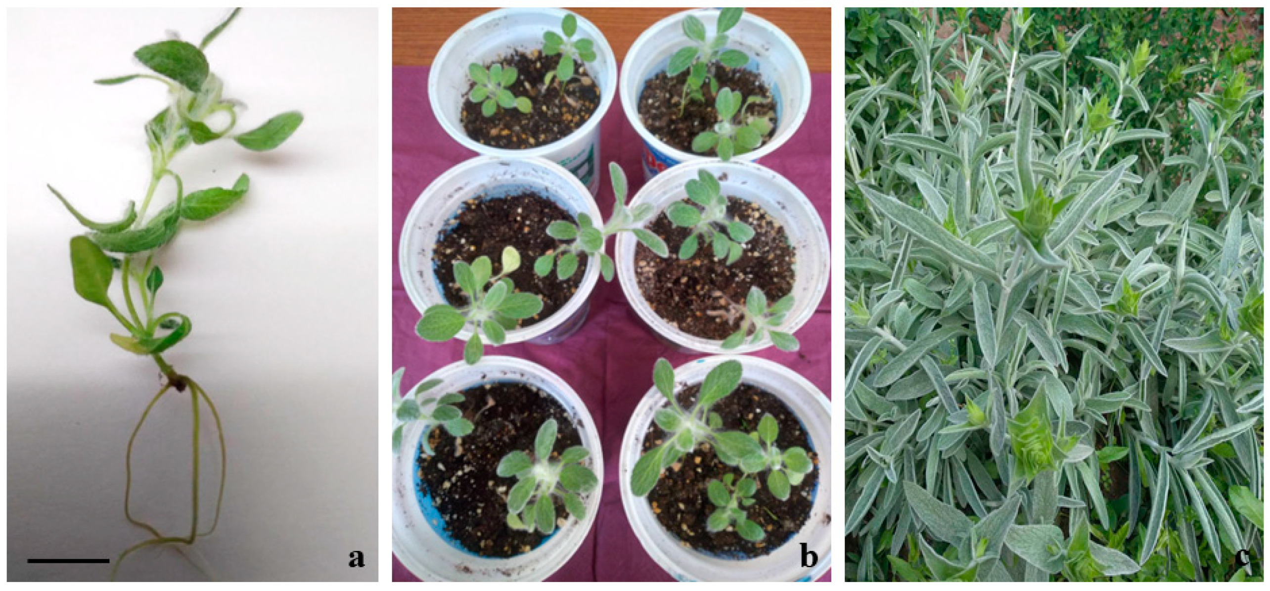 Plants 12 03924 g002