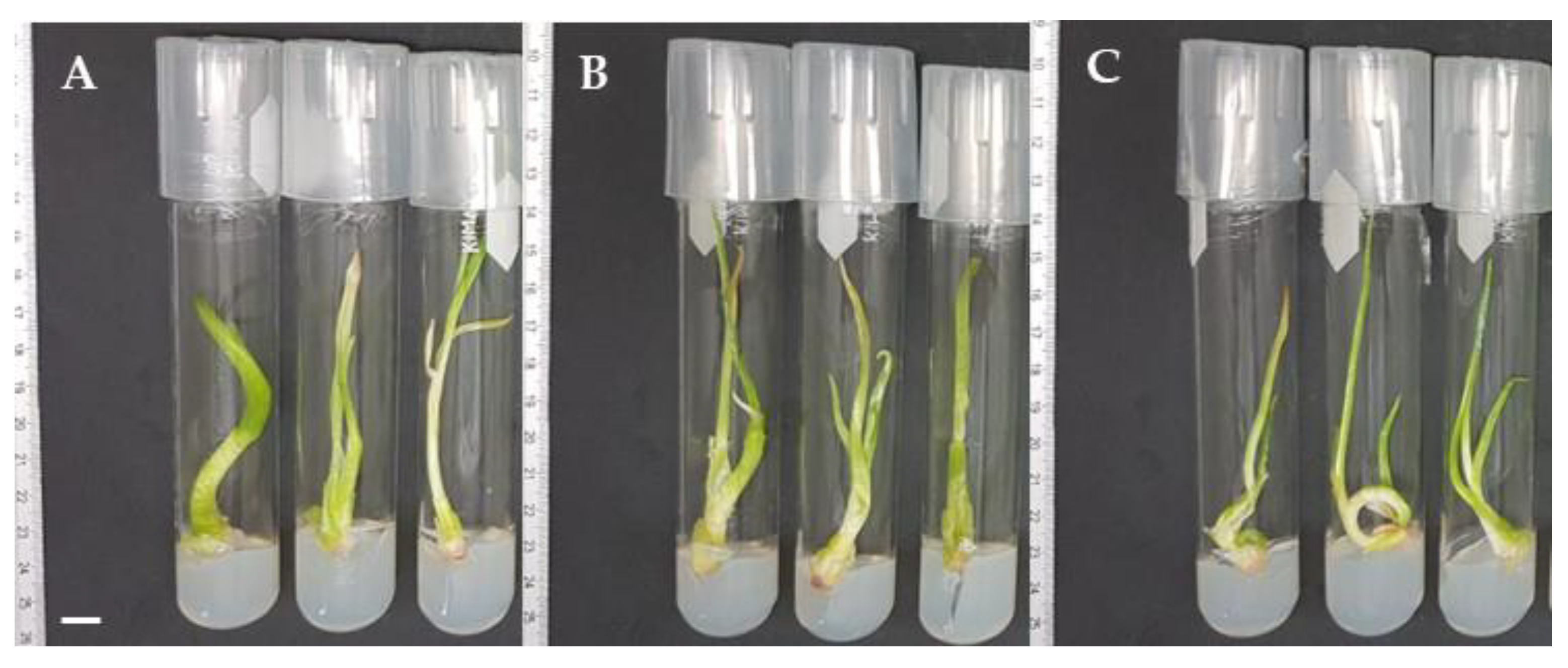 Plants 12 03929 g005 Plants 12 03929 g005