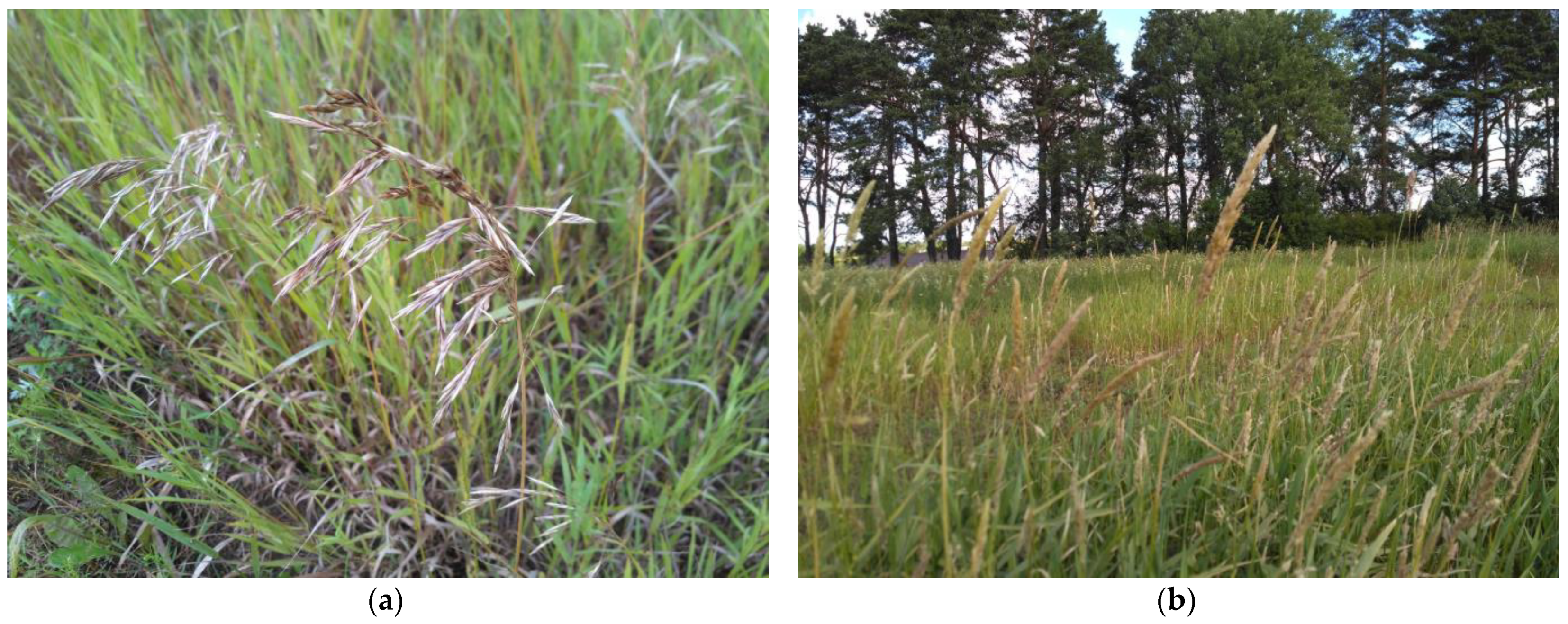 Plants 12 03939 g007