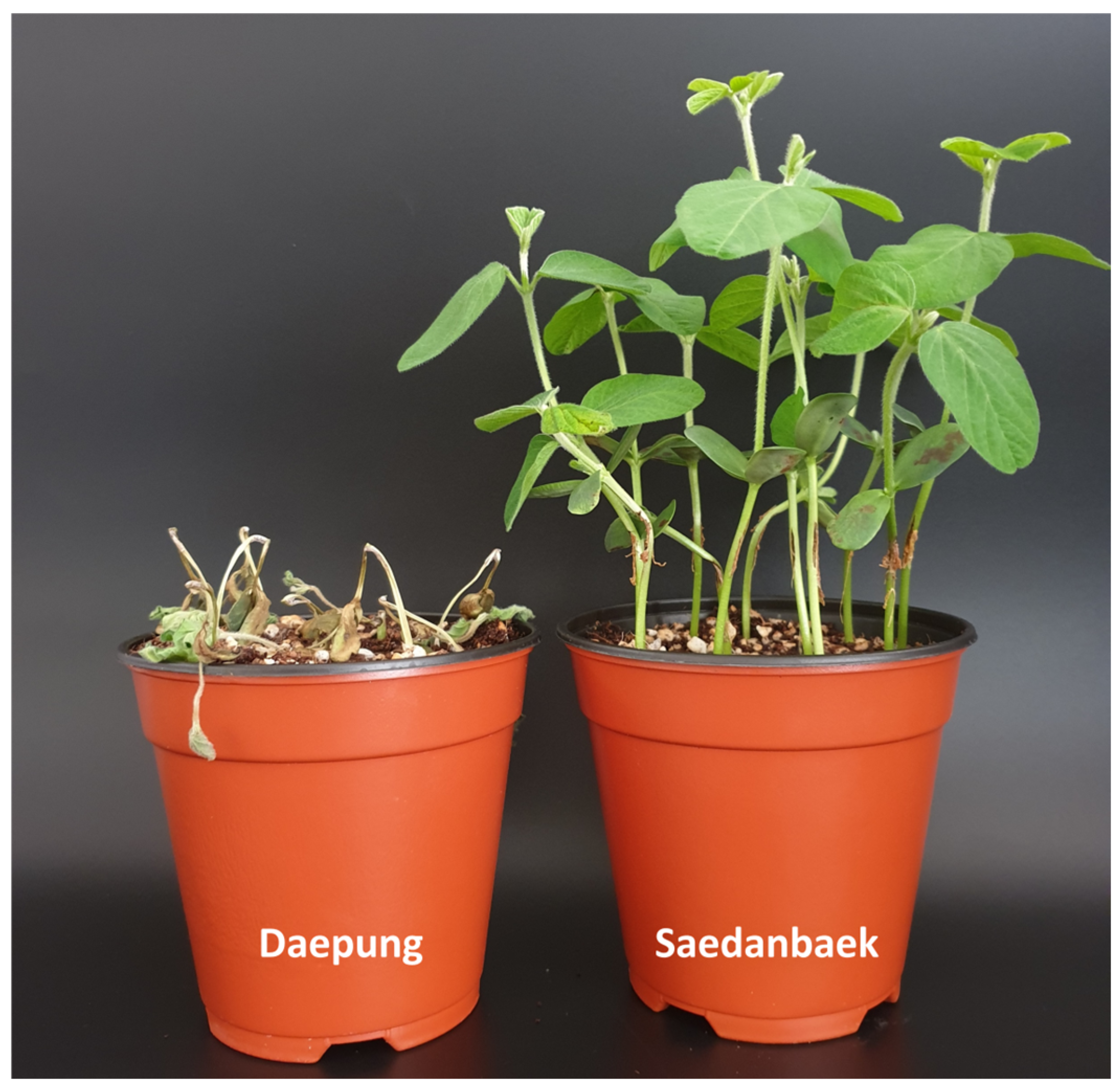 Plants 12 03957 g001 Plants 12 03957 g001