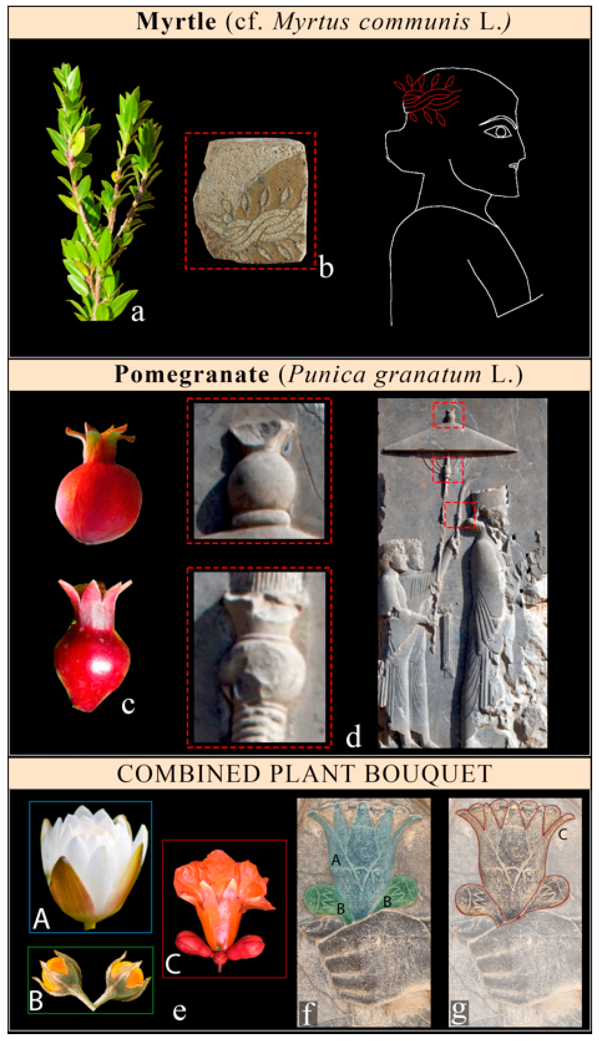 Plants 12 03991 g007 Plants 12 03991 g007
