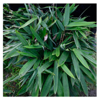 Plants 12 03993 i009