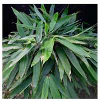 Plants 12 03993 i010