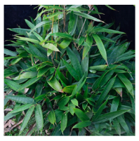 Plants 12 03993 i012