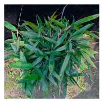 Plants 12 03993 i014