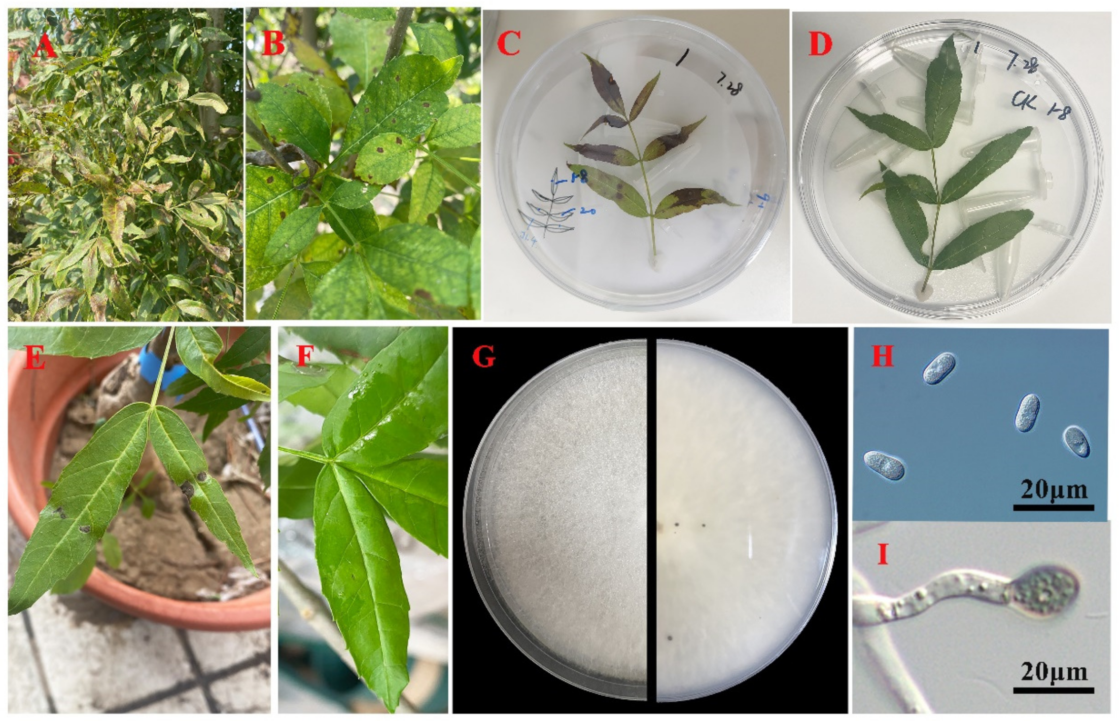 Plants 12 04001 g001