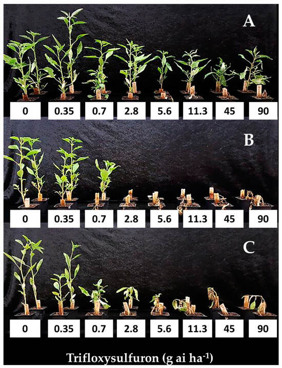 Bacillus thuringiensis - Biological Pest Control for Gardens and Crops -  WSSA Journals