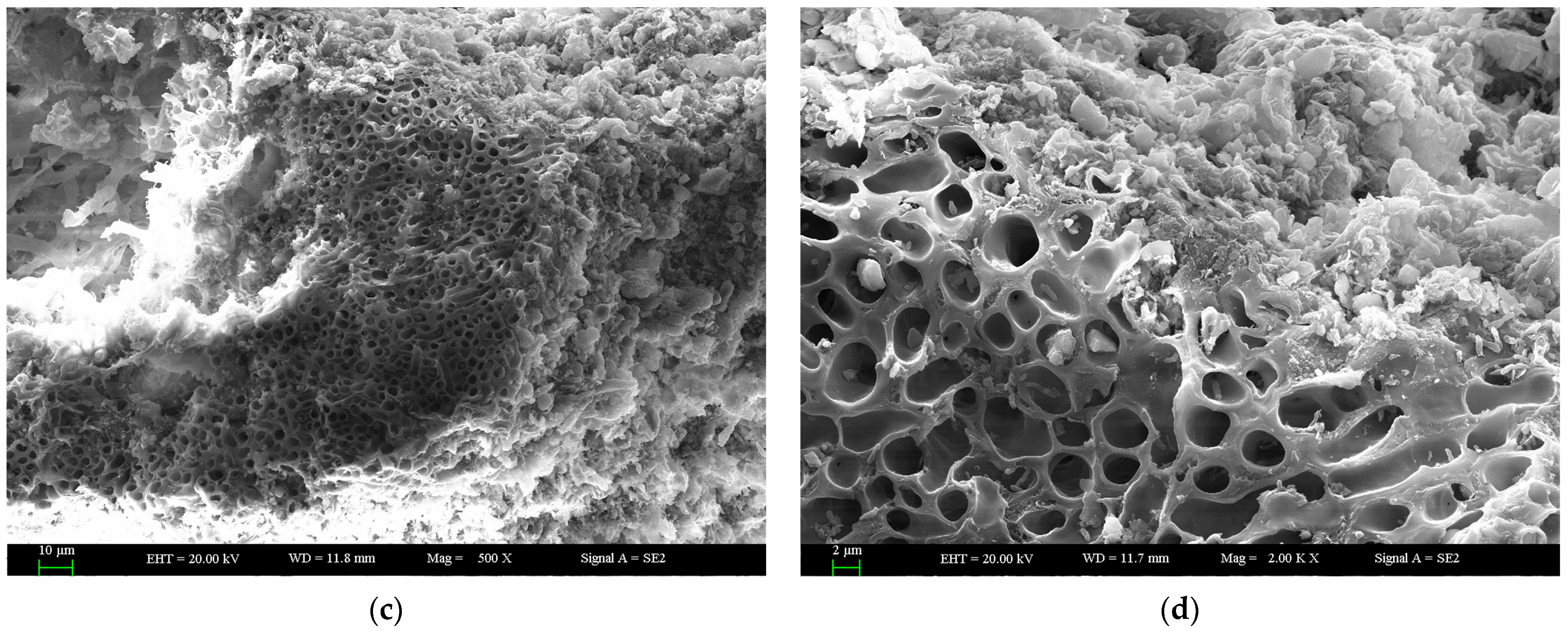 Plants 12 04011 g001b