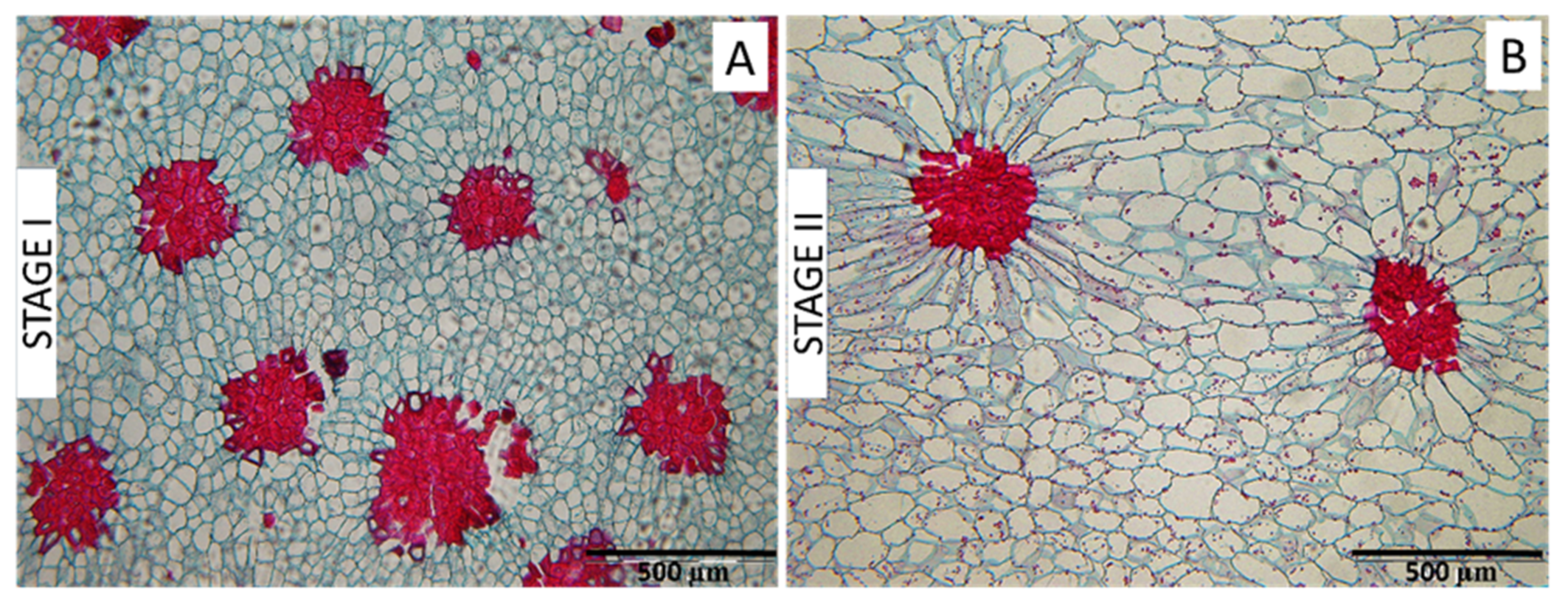 Plants 12 04024 g007