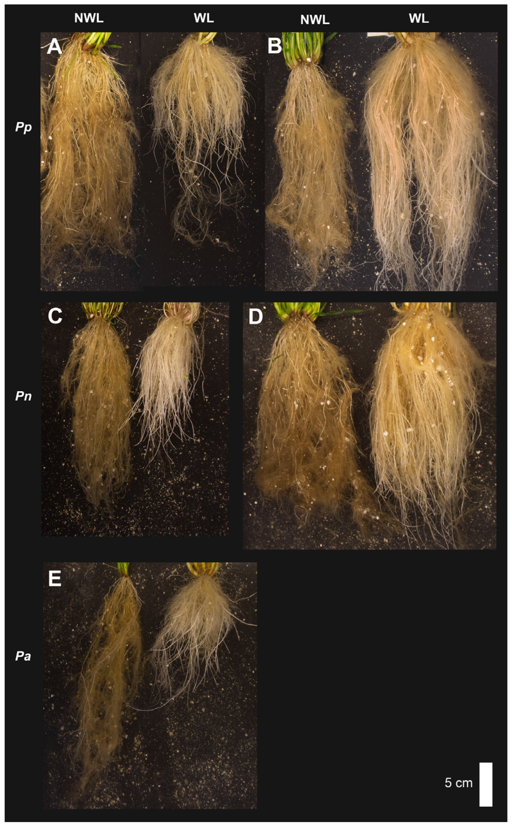 Plants 12 04033 g004