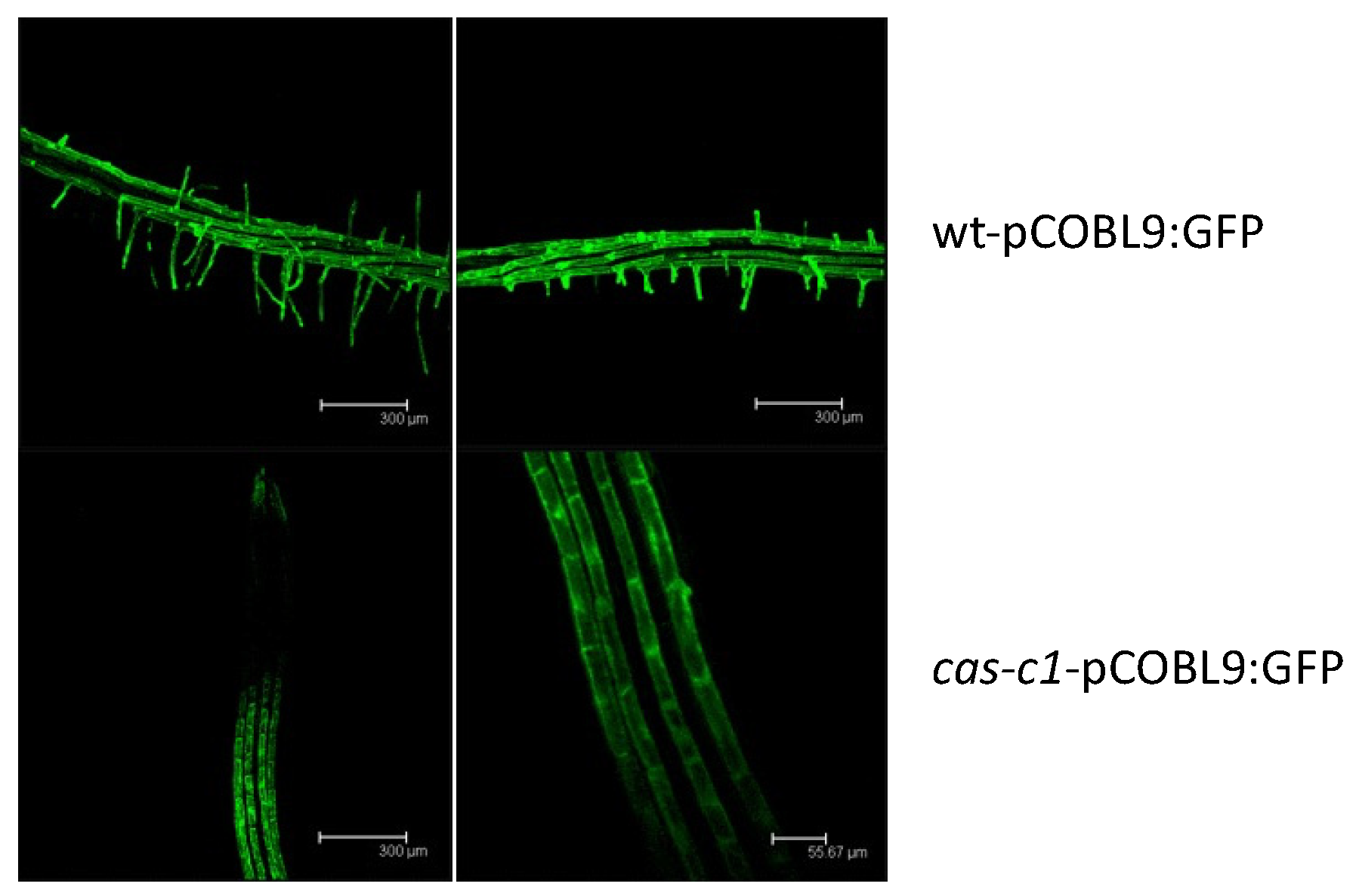 Plants 12 04055 g004