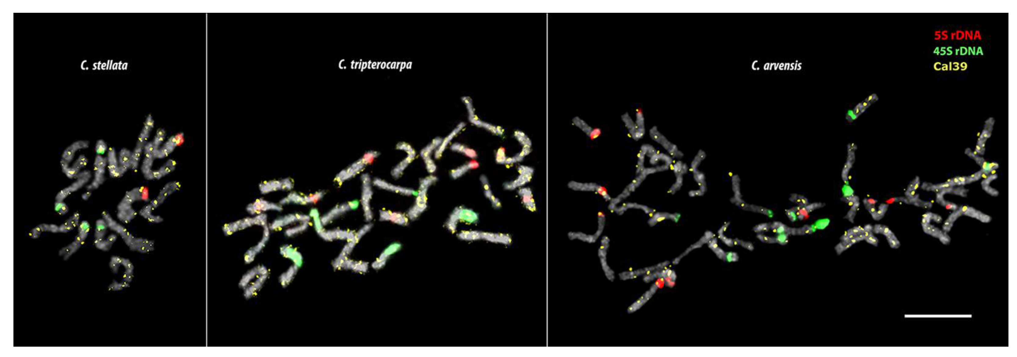 Plants 12 04056 g004