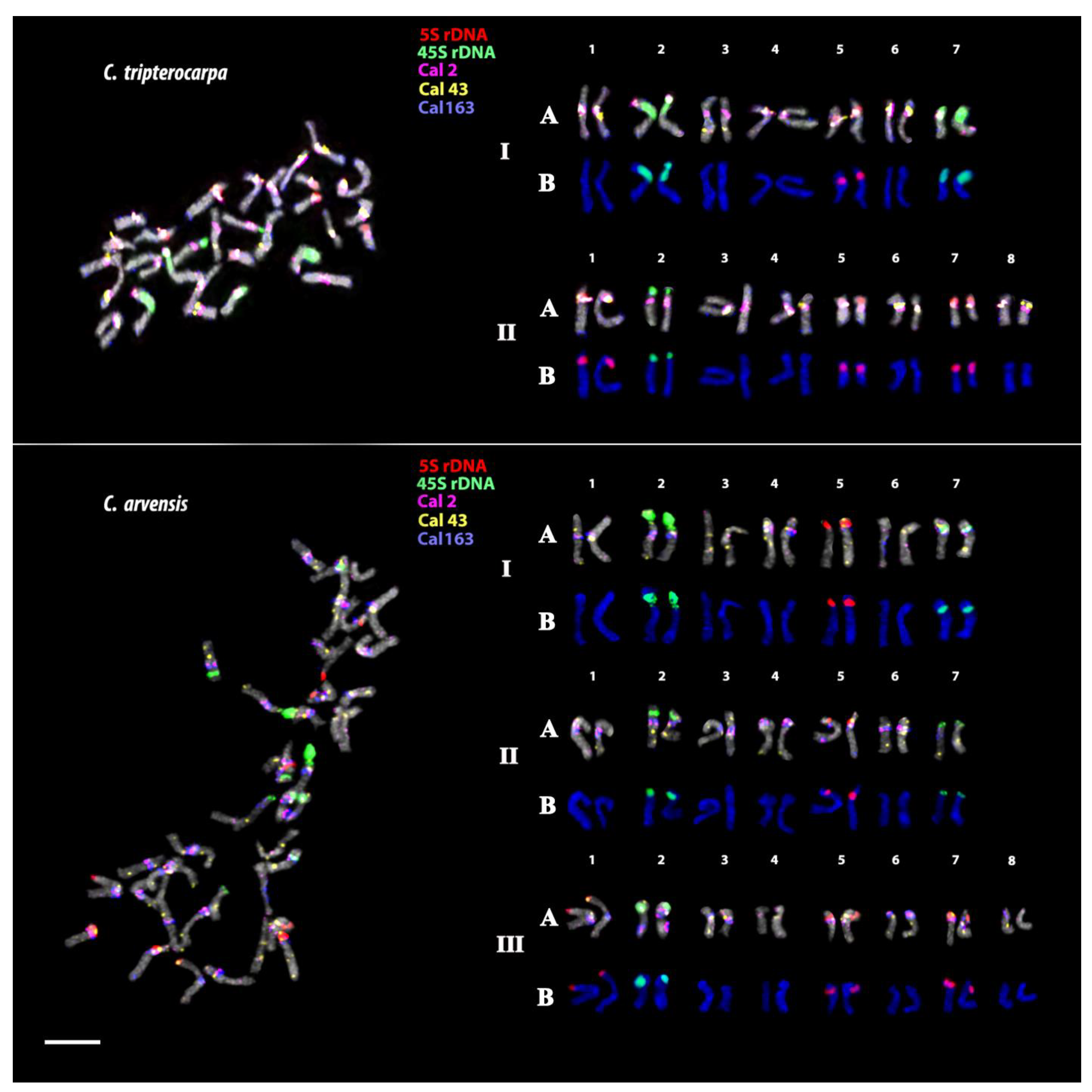 Plants 12 04056 g006