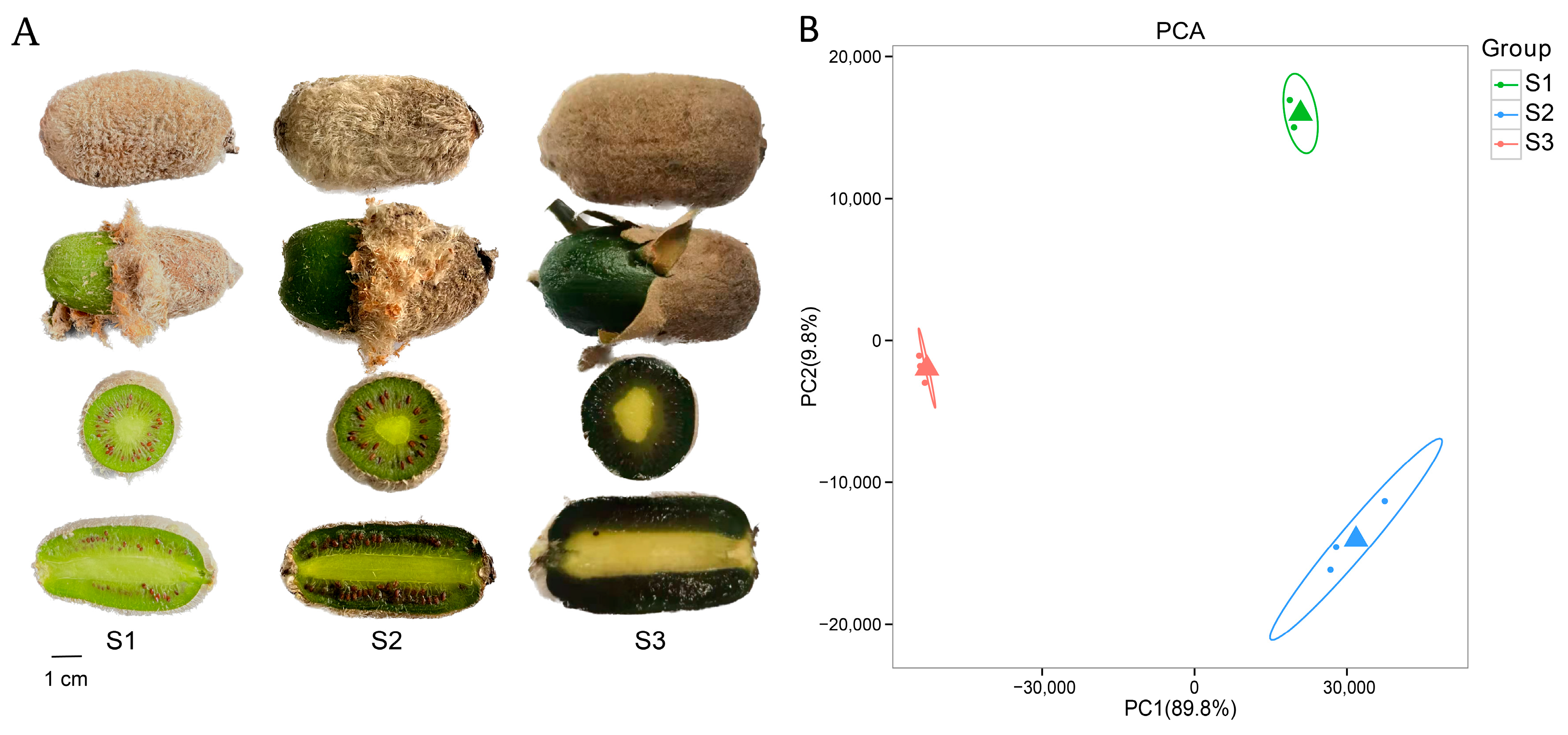 Plants 12 04079 g001