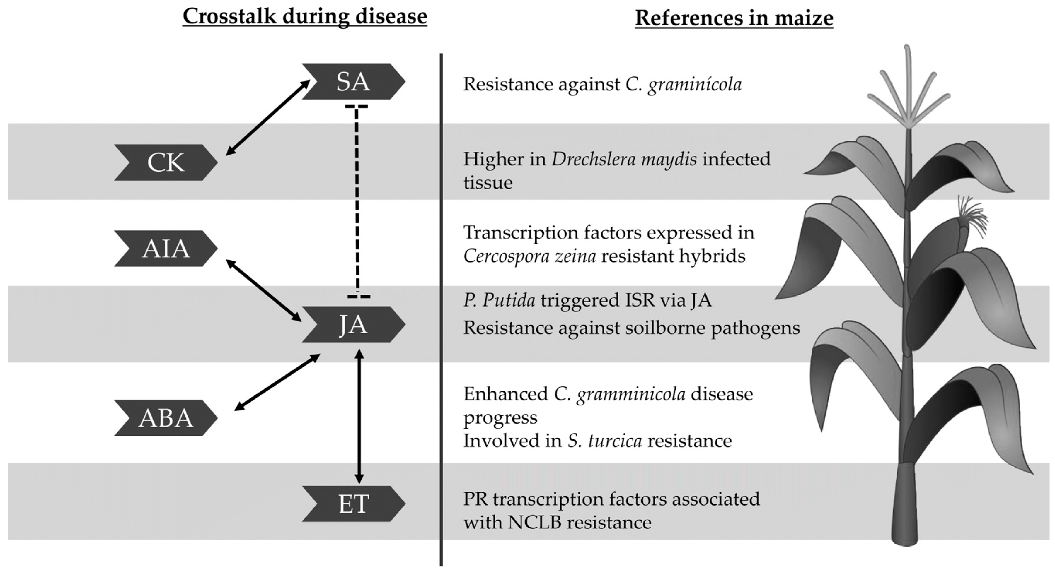 Plants 12 04082 g003 Plants 12 04082 g003