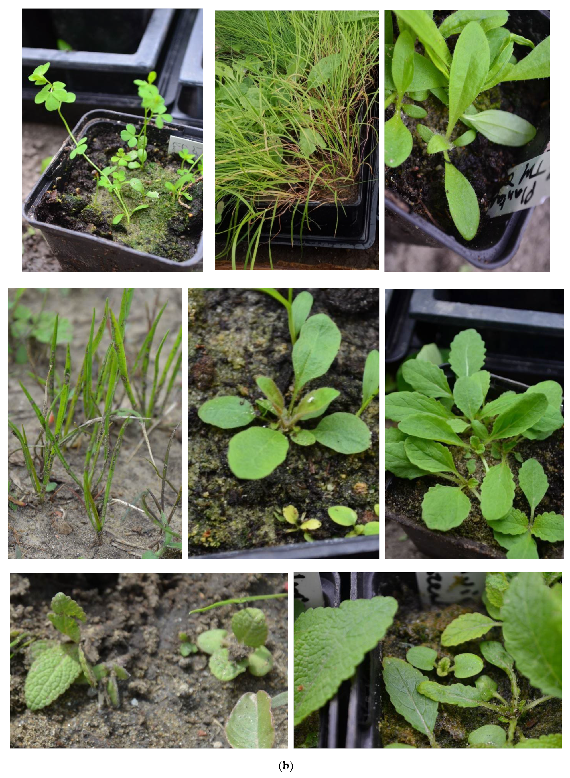 Plants 12 04088 g001b