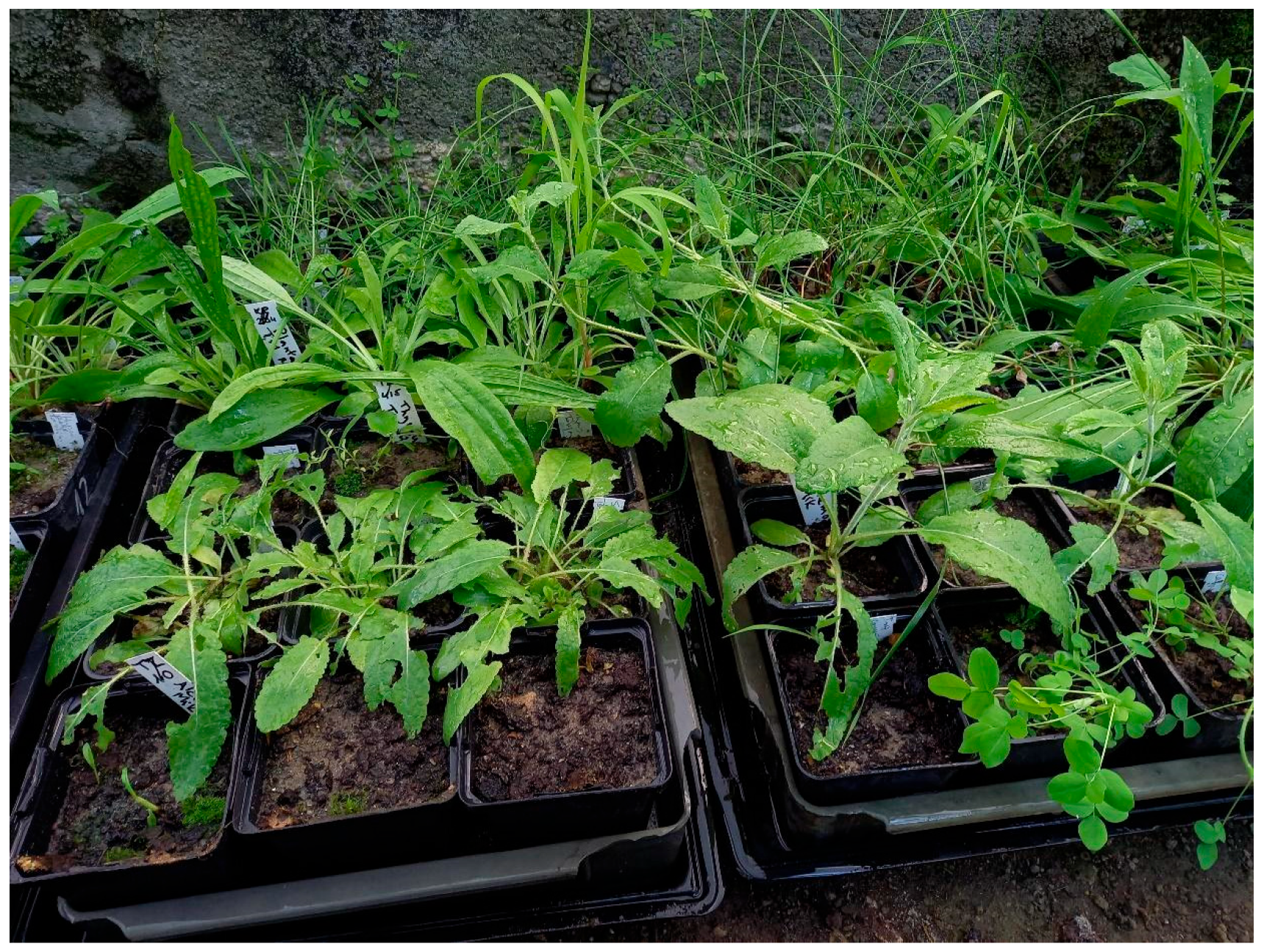 Plants 12 04088 g002