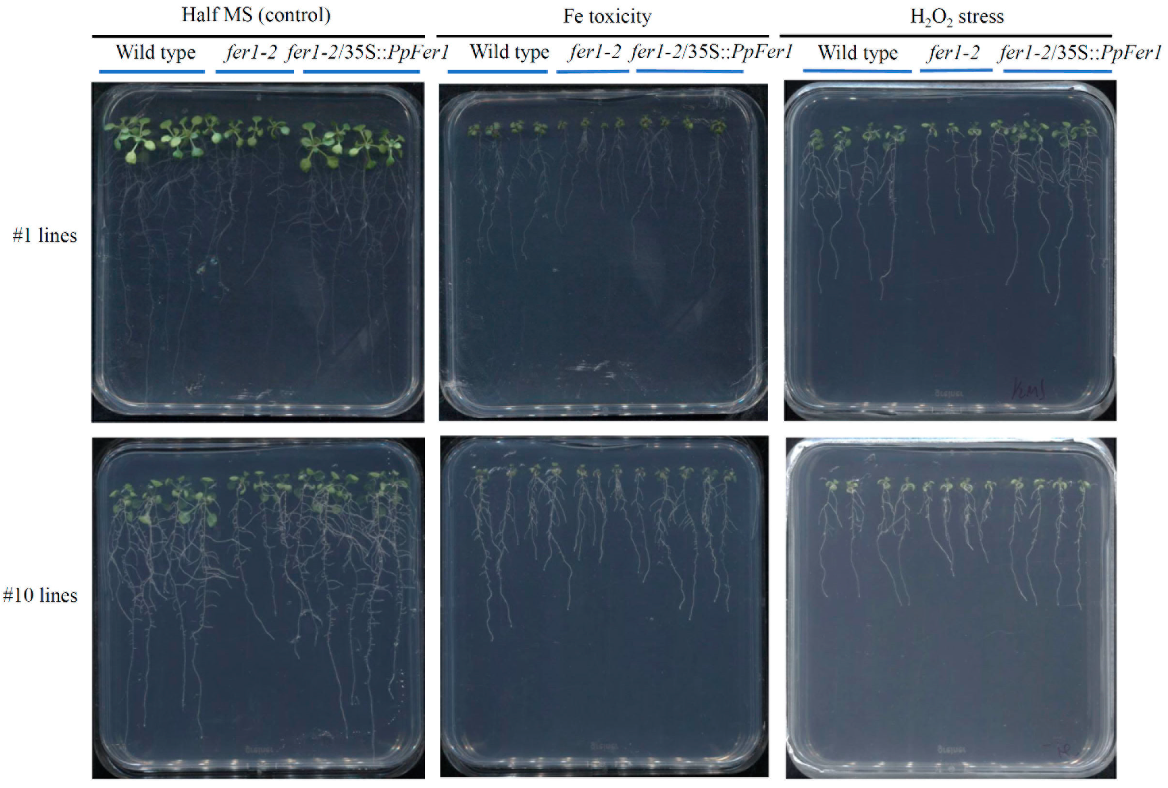 Plants 12 04093 g005