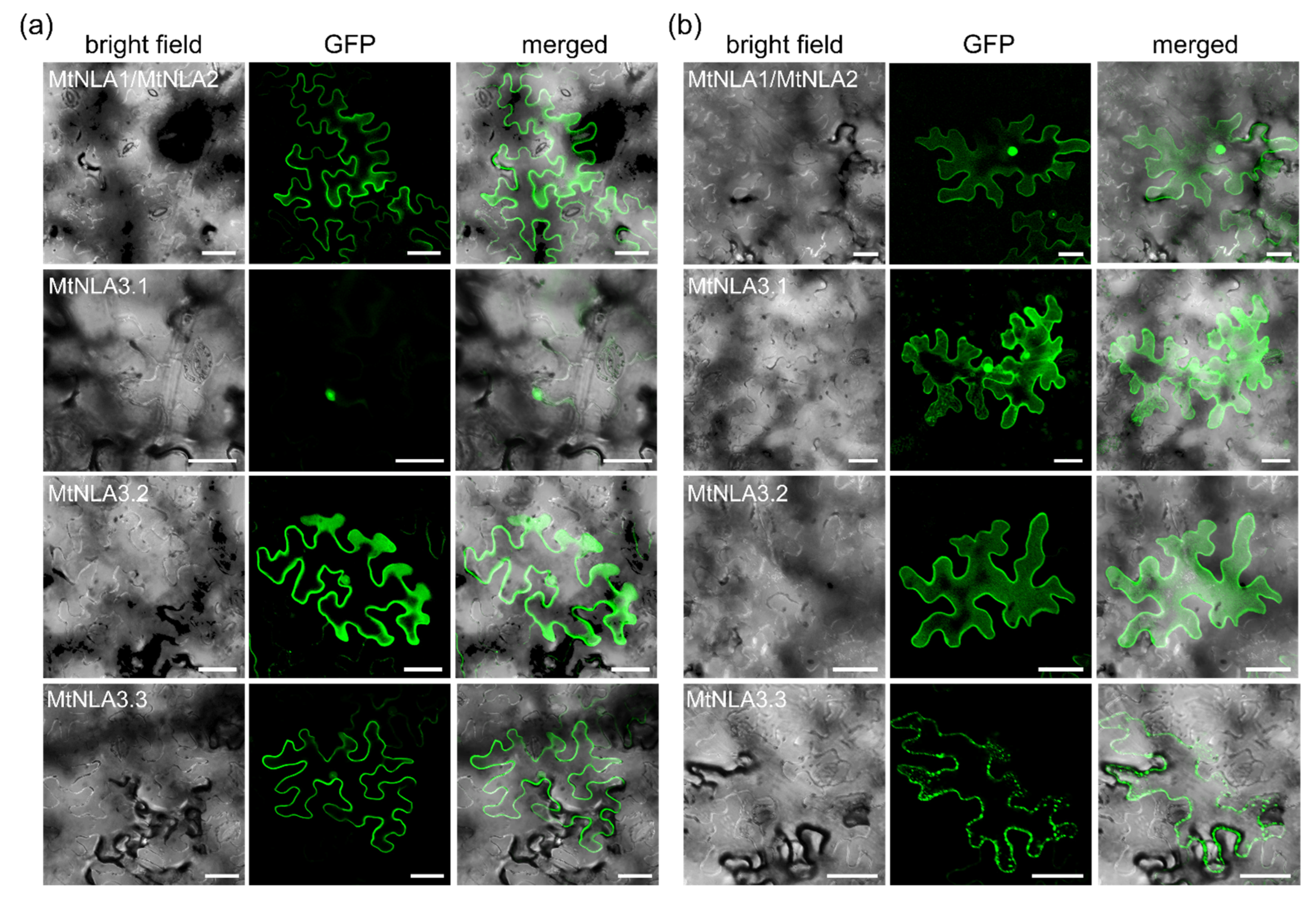 Plants 12 04129 g002