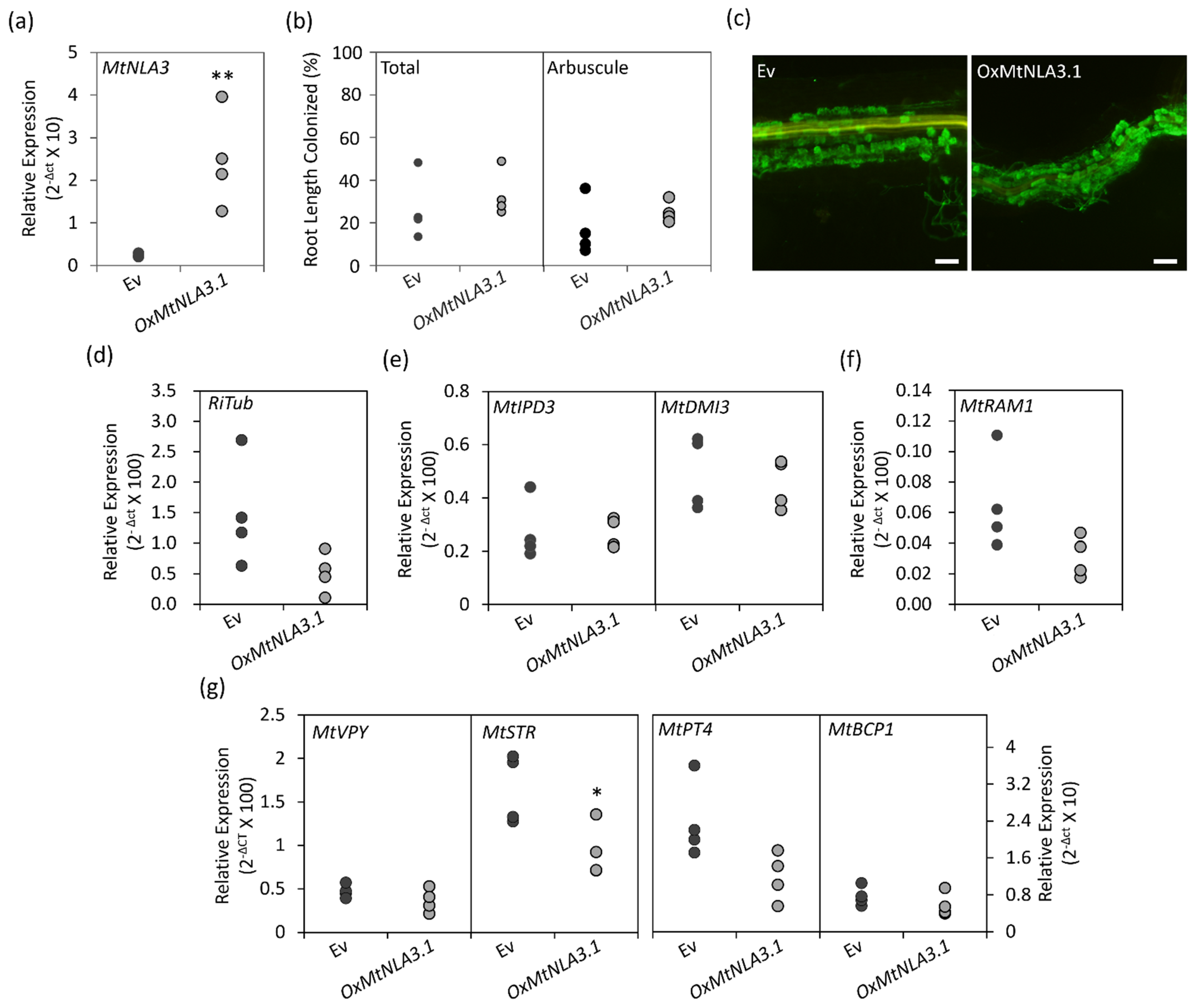 Plants 12 04129 g006