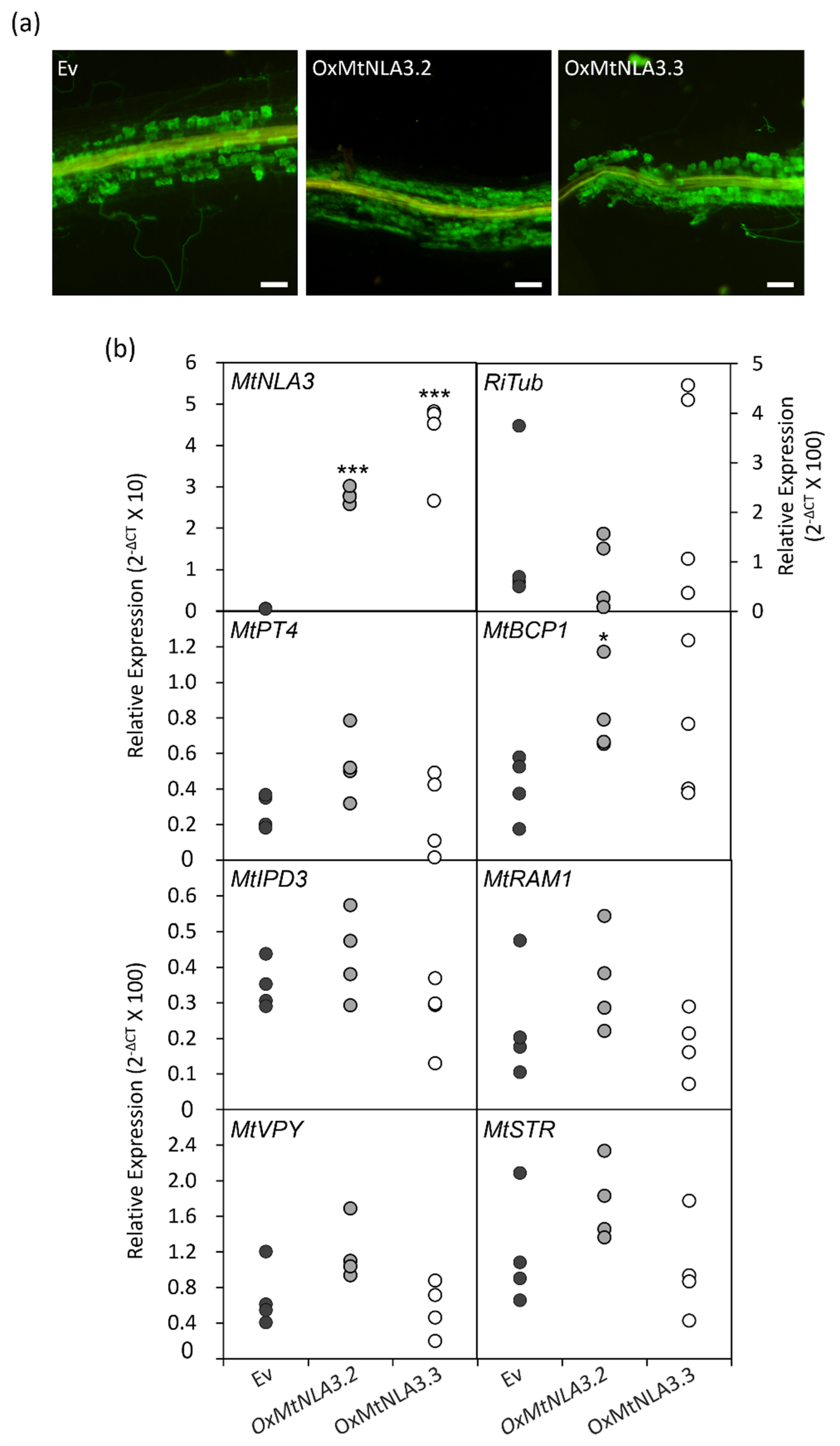 Plants 12 04129 g007