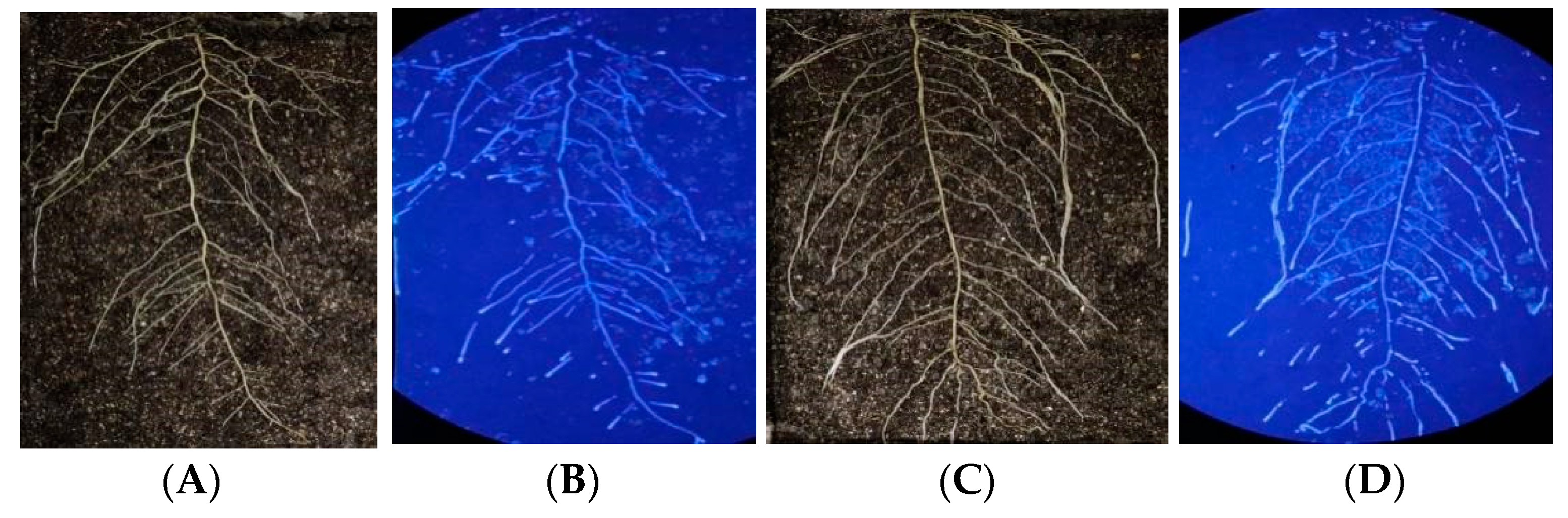 Plants 12 04135 g006