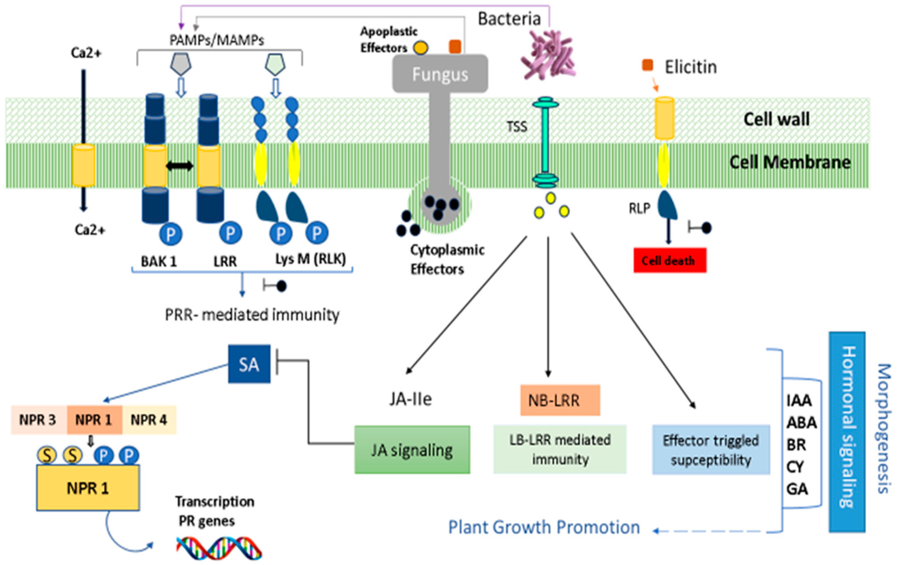 Plants 12 04162 g004