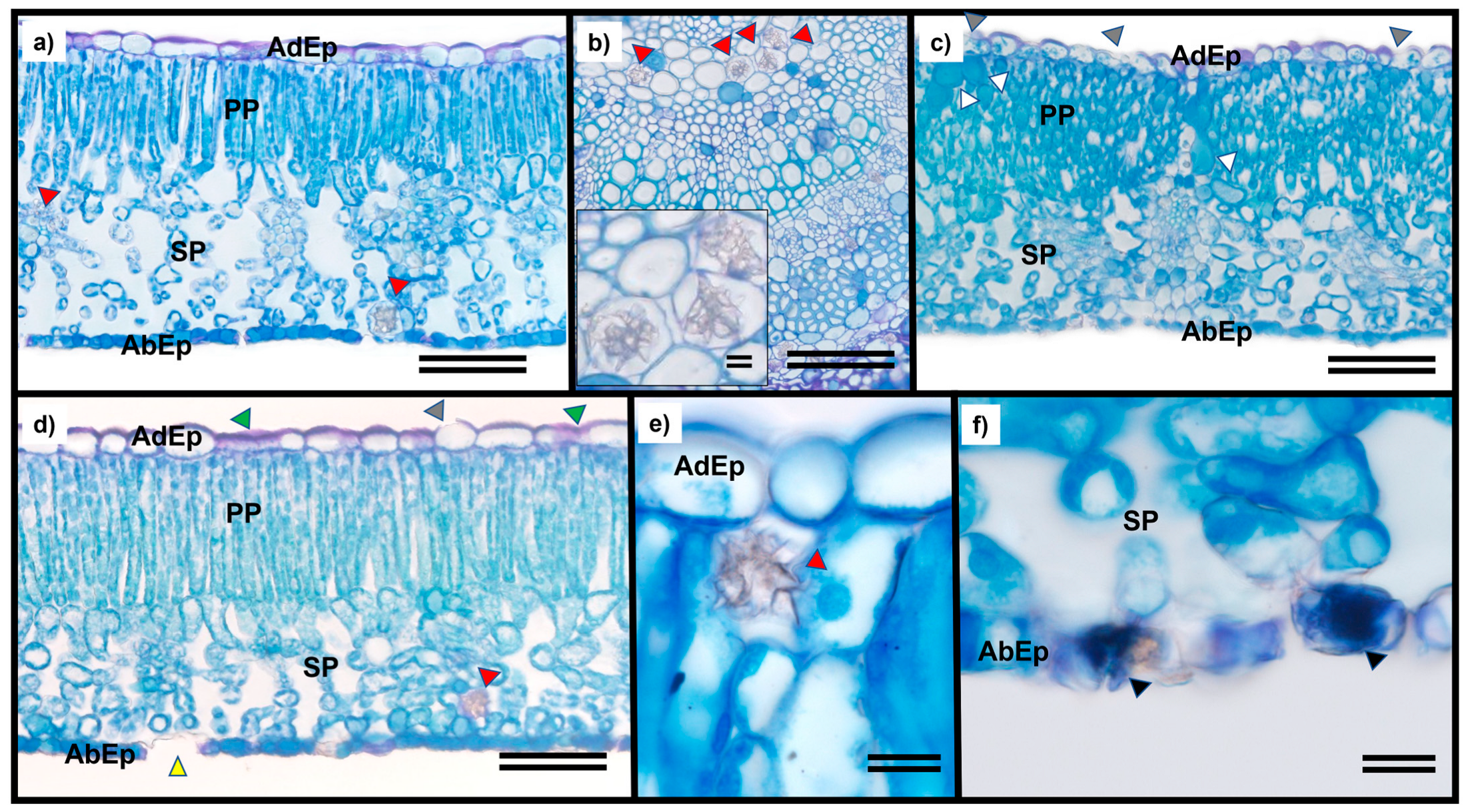 Plants 12 04163 g002
