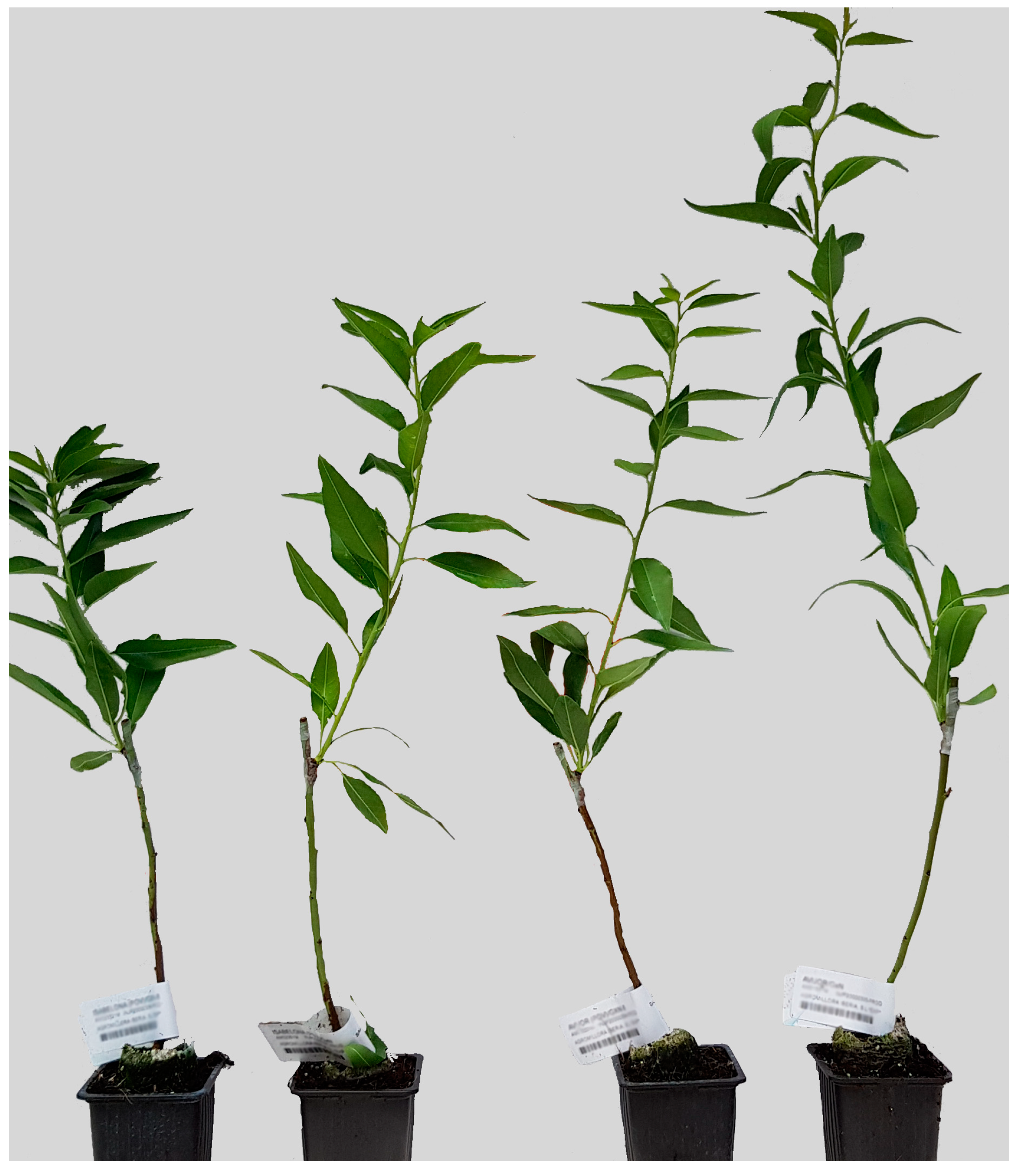 Plants 12 04166 g001 Plants 12 04166 g001