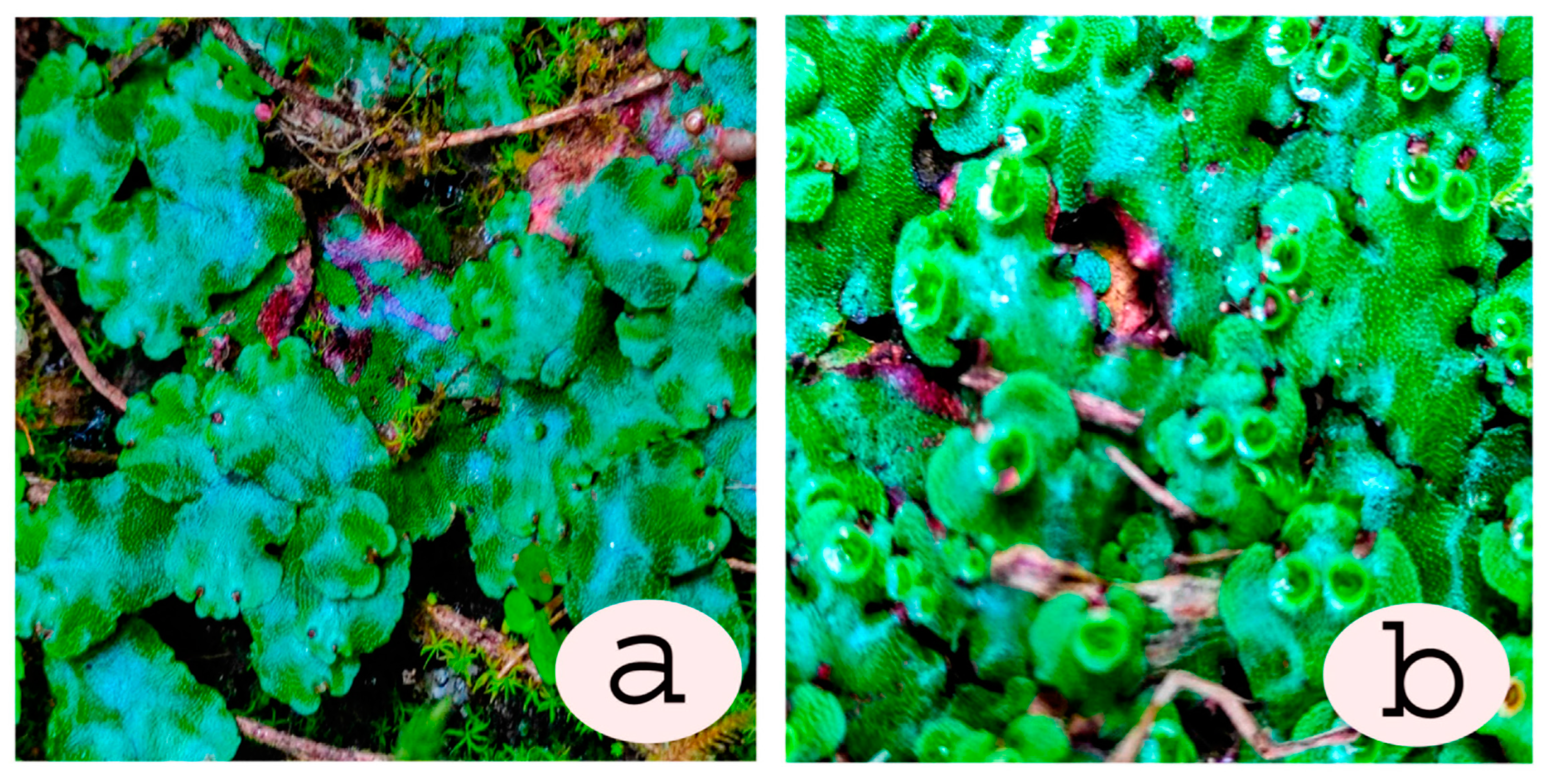 Plants 12 04173 g002 Plants 12 04173 g002