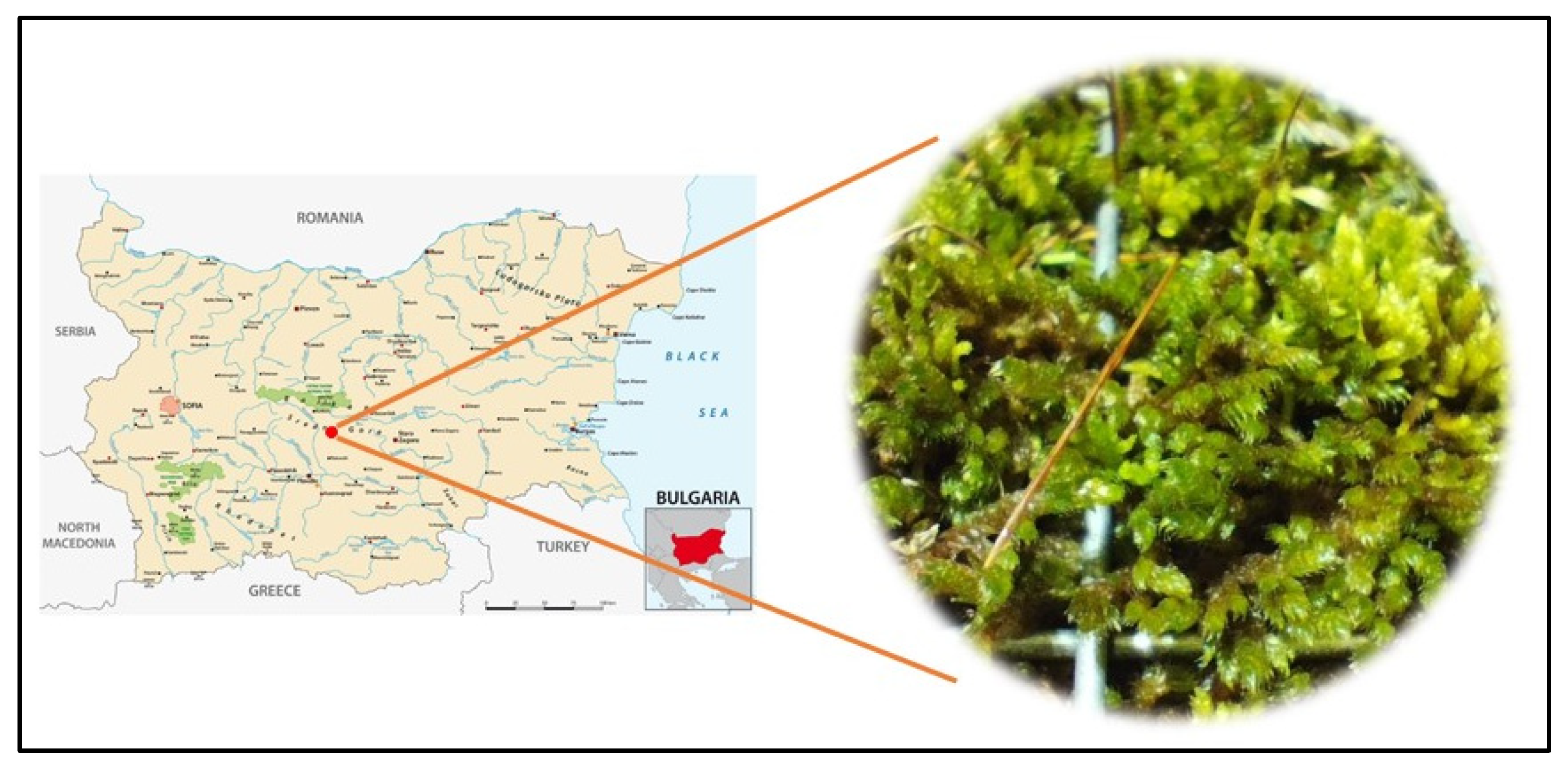 Plants 12 04190 g002 Plants 12 04190 g002