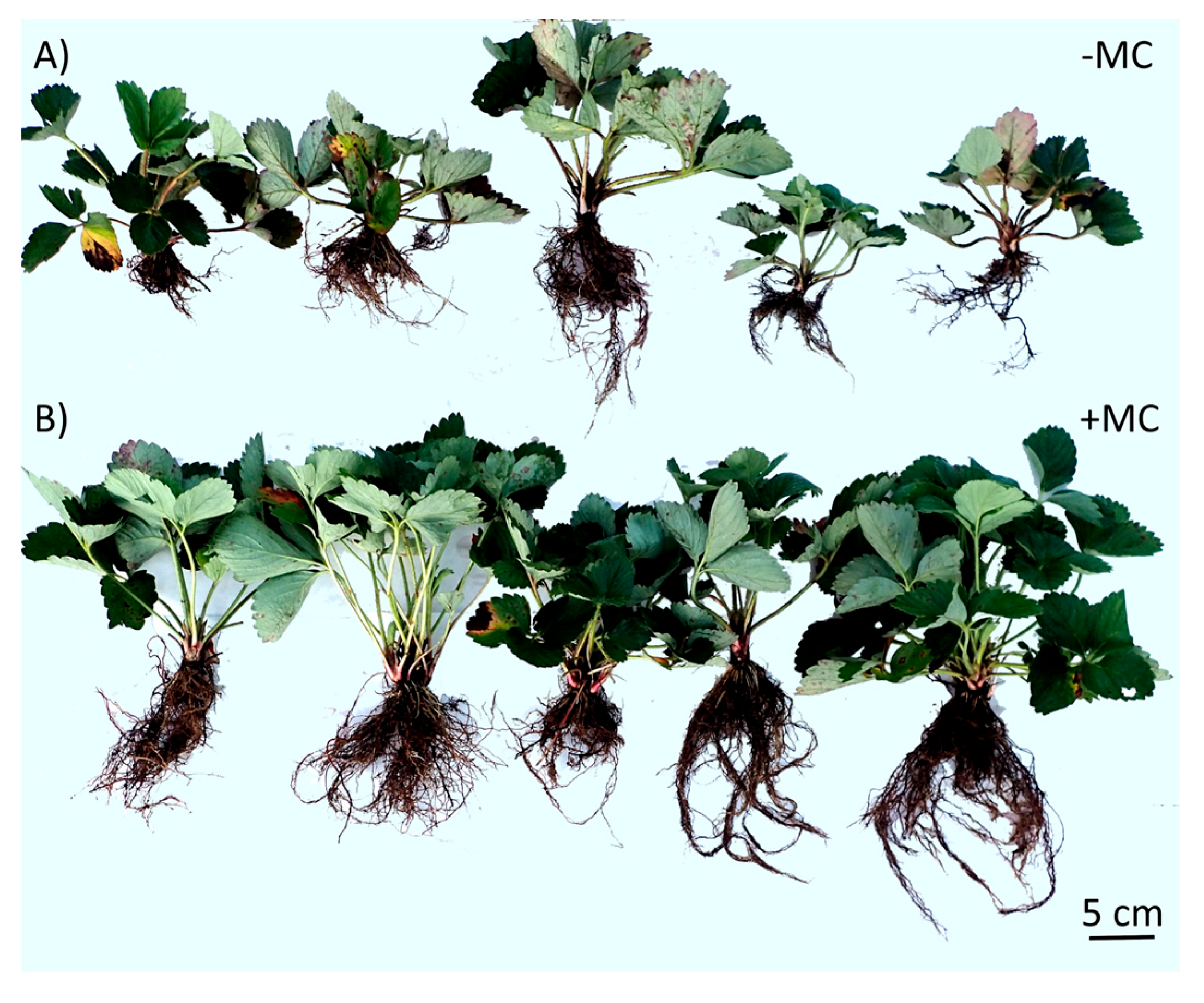 Plants 12 04193 g002